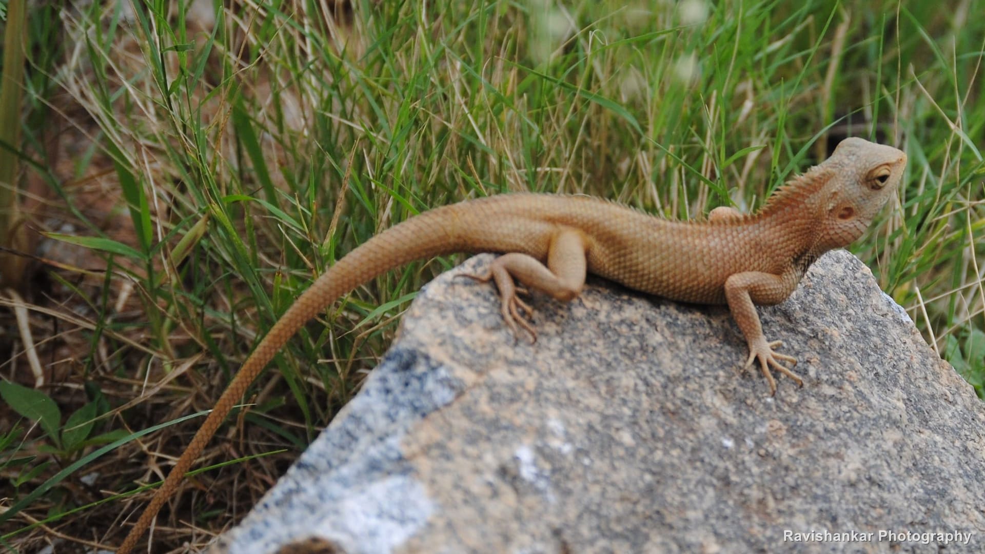 Oriental Garden Lizard, male basking on a granite rock — Nandi Hills, Karnataka, Jul 2015