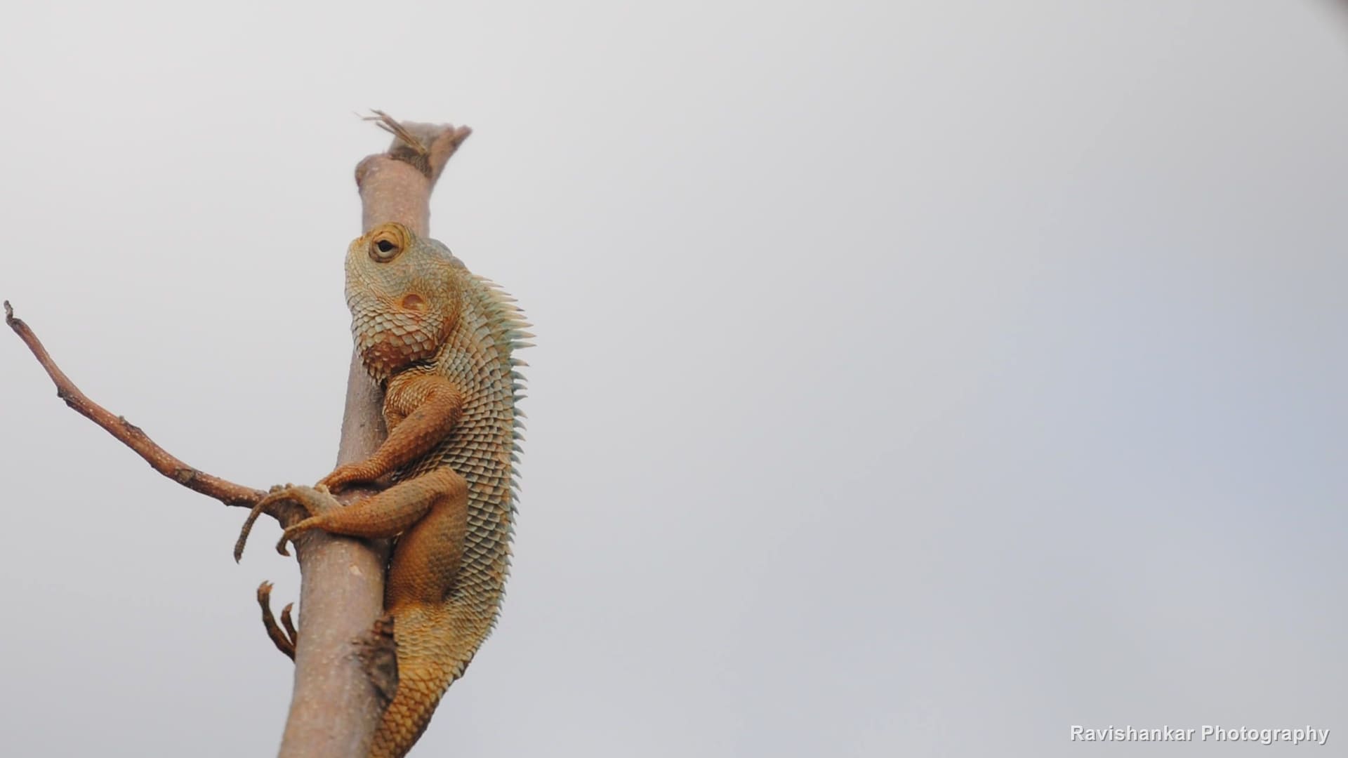 Oriental Garden Lizard, red-headed male clinging to a bare twig — Nandi Hills, Karnataka, Jul 2015