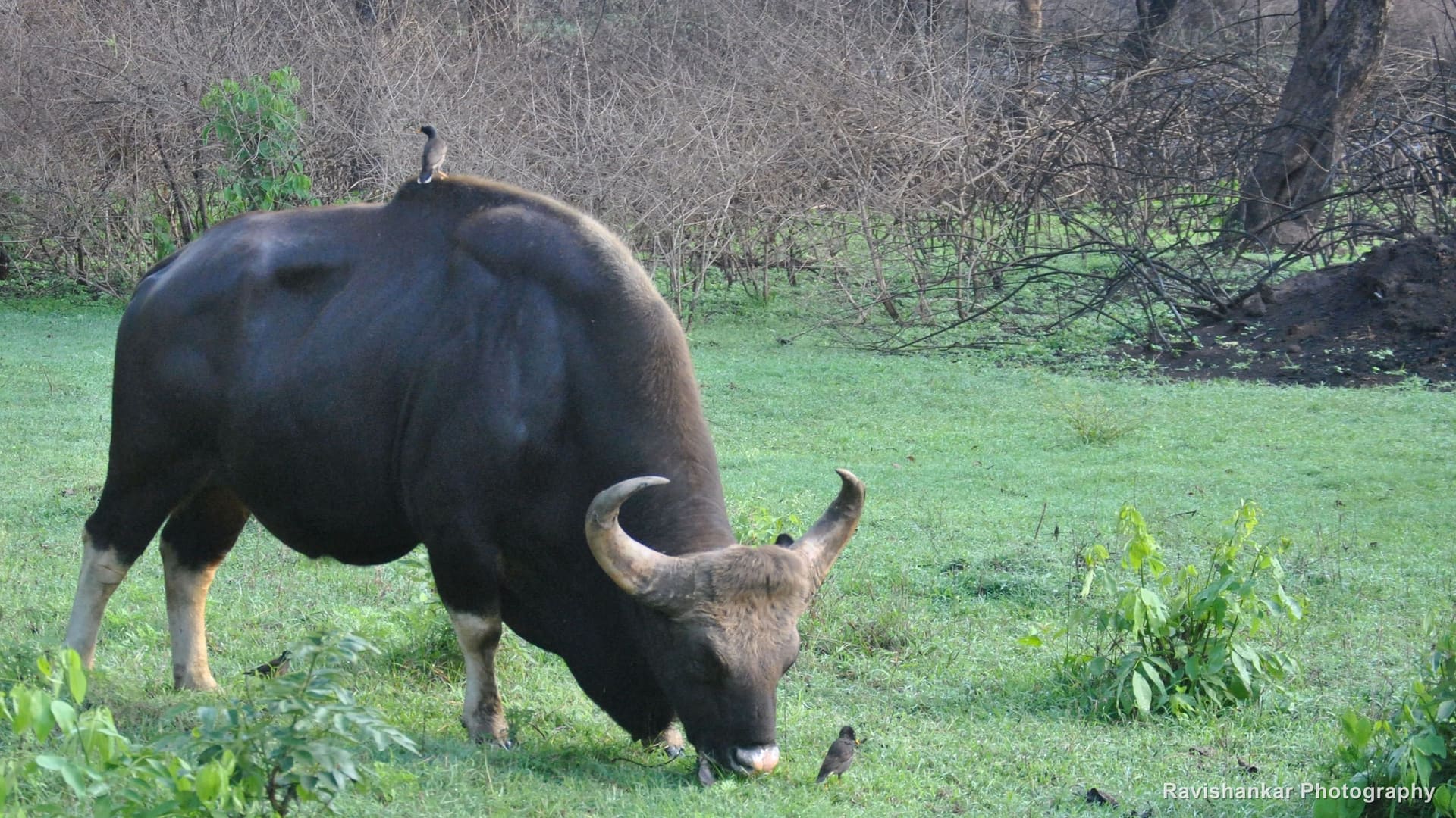 Indian Gaur, bull grazing; a myna at his feet and a bird on his back — Bandipur / Masinagudi forest, Karnataka and Tamil Nadu, May 2014