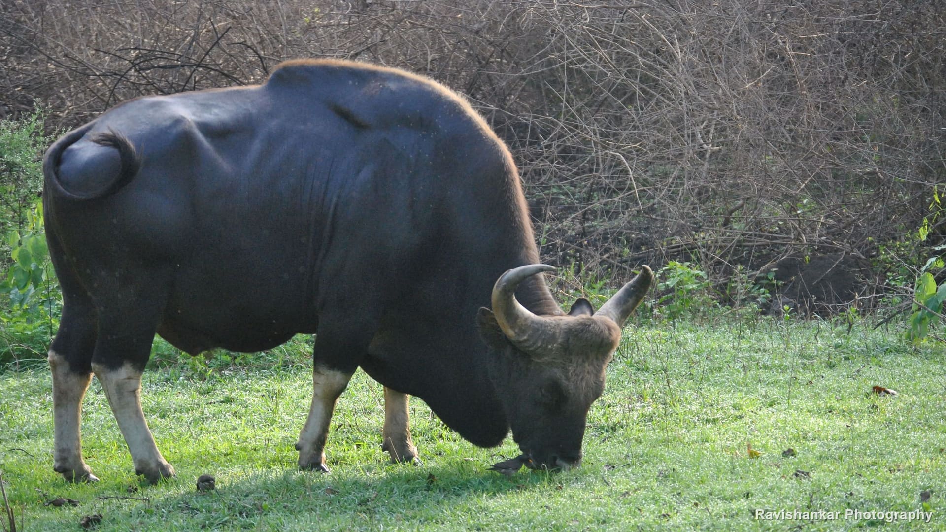 Indian Gaur, full body — Bandipur / Masinagudi forest, Karnataka and Tamil Nadu, May 2014