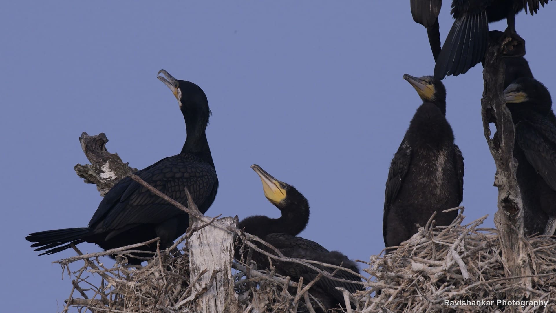 Cormorants