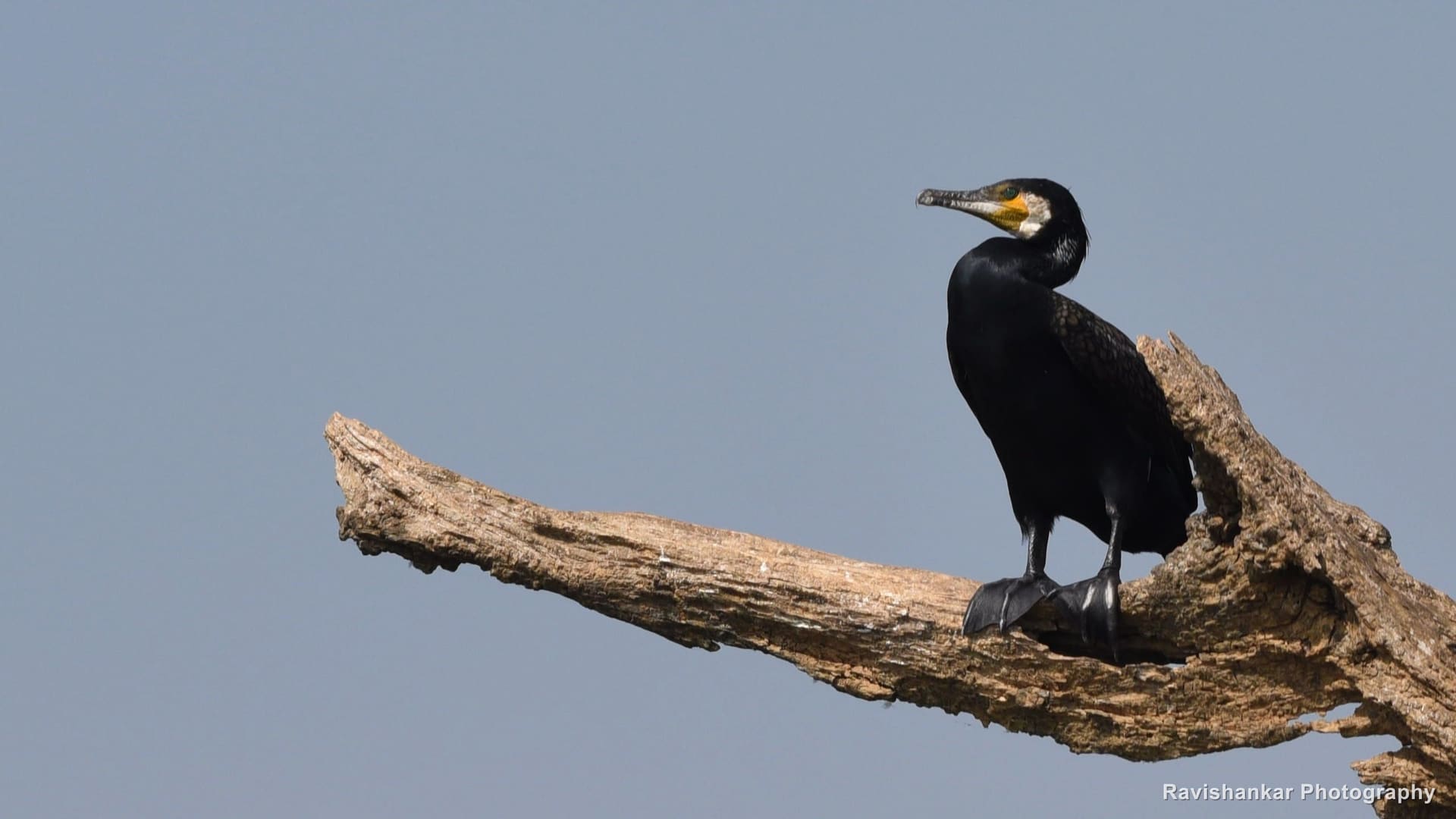 Great Cormorant, perched on a dry branch against a blue sky — Kabini, Karnataka, Jan 2016