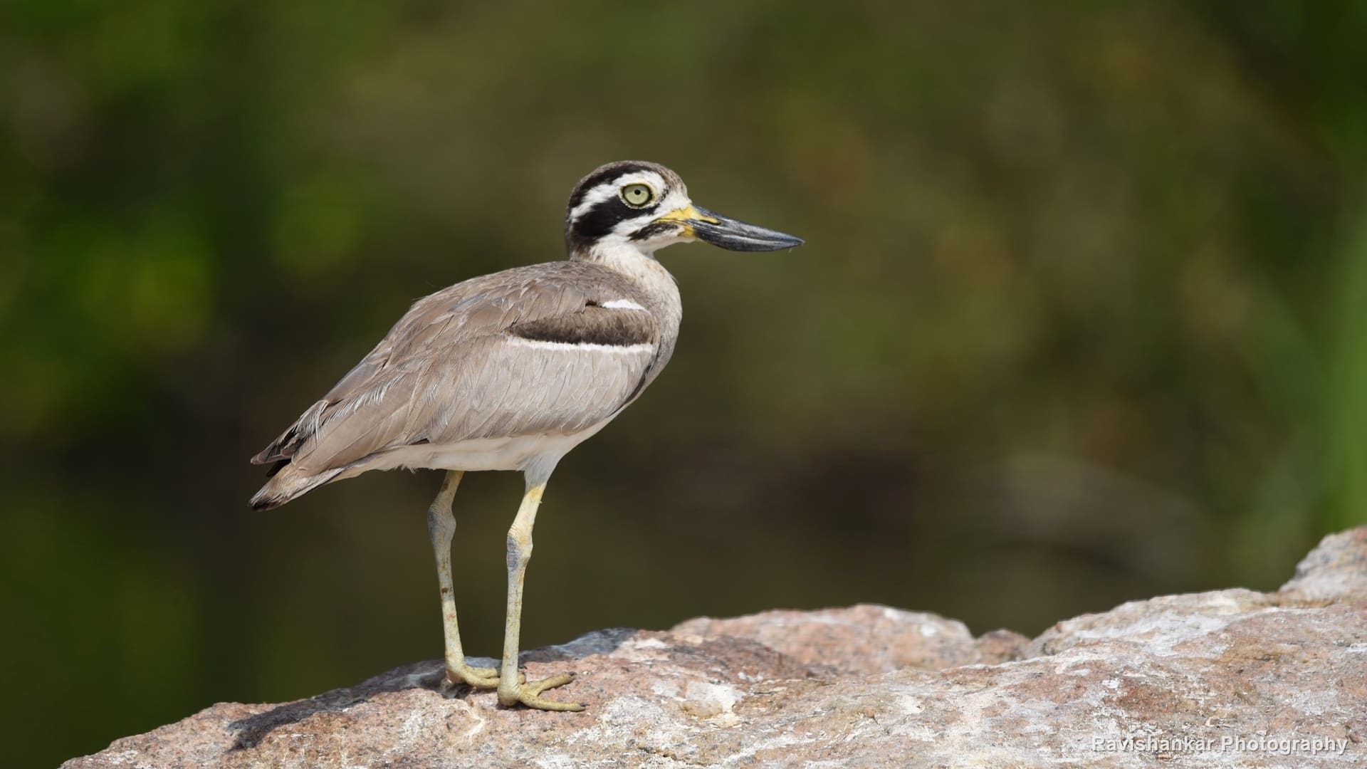 Great Stone-curlew, standing on a river rock — Ranganathittu Bird Sanctuary, Karnataka, Mar 2016