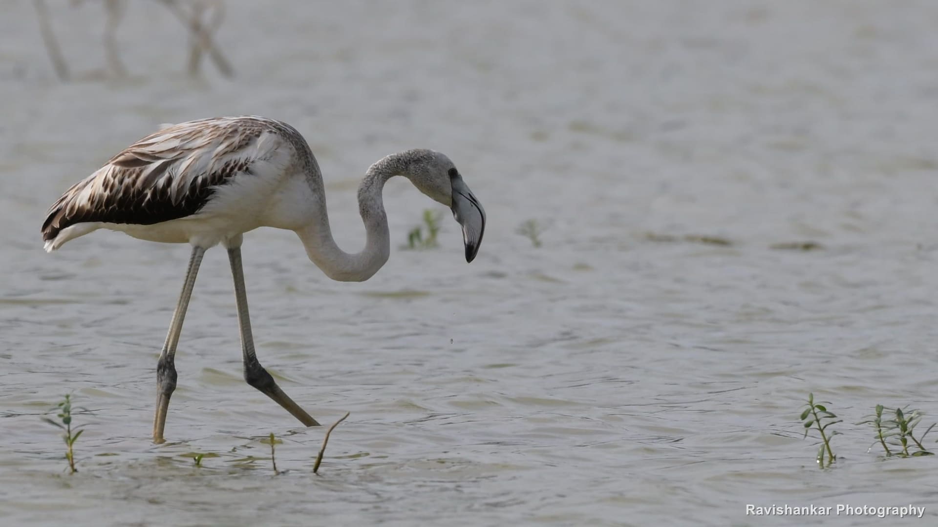 Greater Flamingo, young bird feeding in the shallows — Hoskote Lake, Bengaluru, Karnataka (place to confirm), Jul 2026
