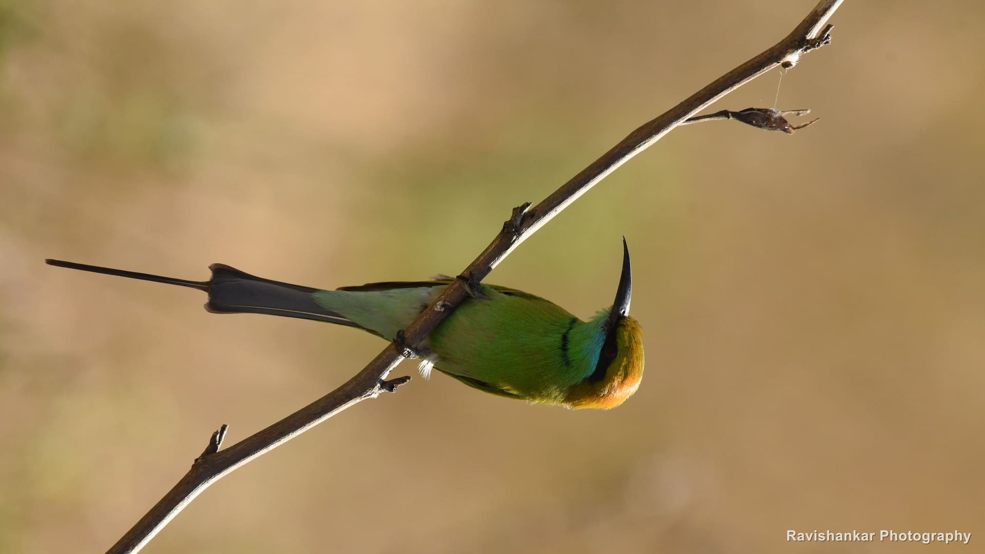Green Bee-eater, perched on a thin twig — Mandya - Mysore, Karnataka (place to confirm), Dec 2017