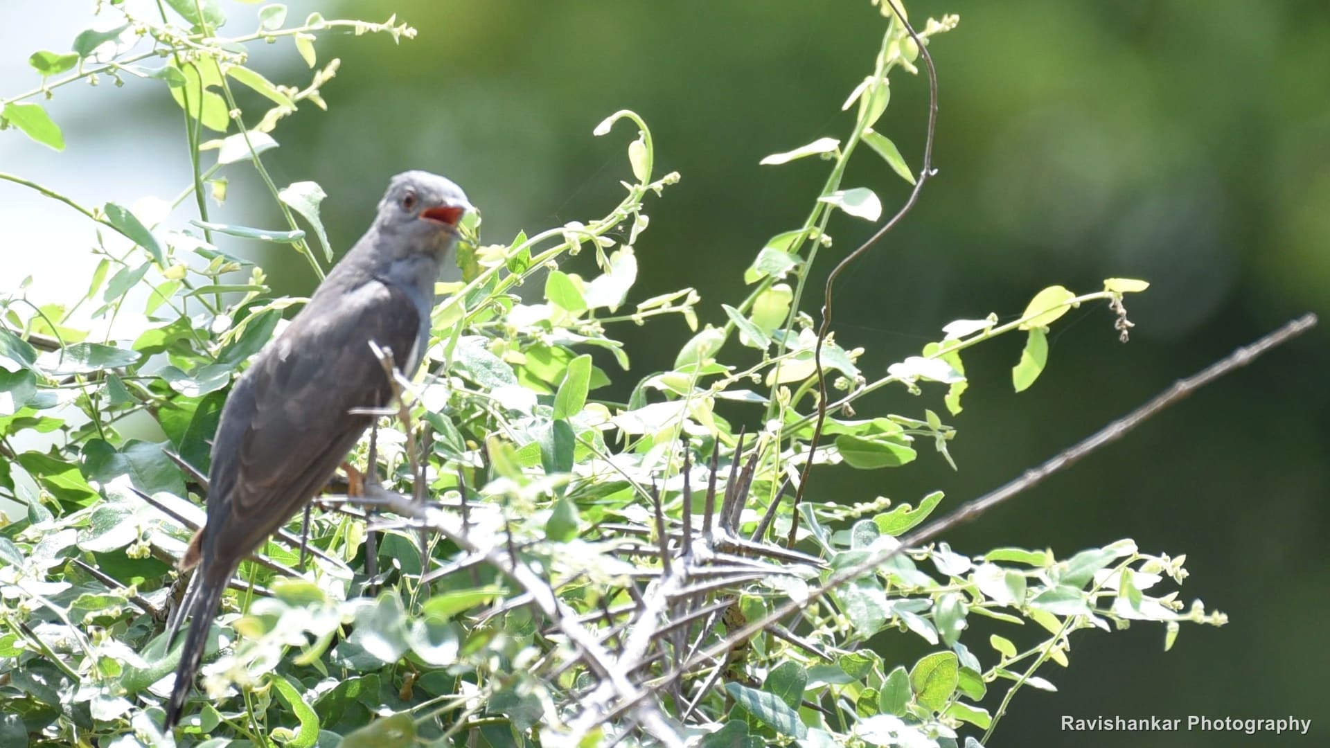 Cuckoos
