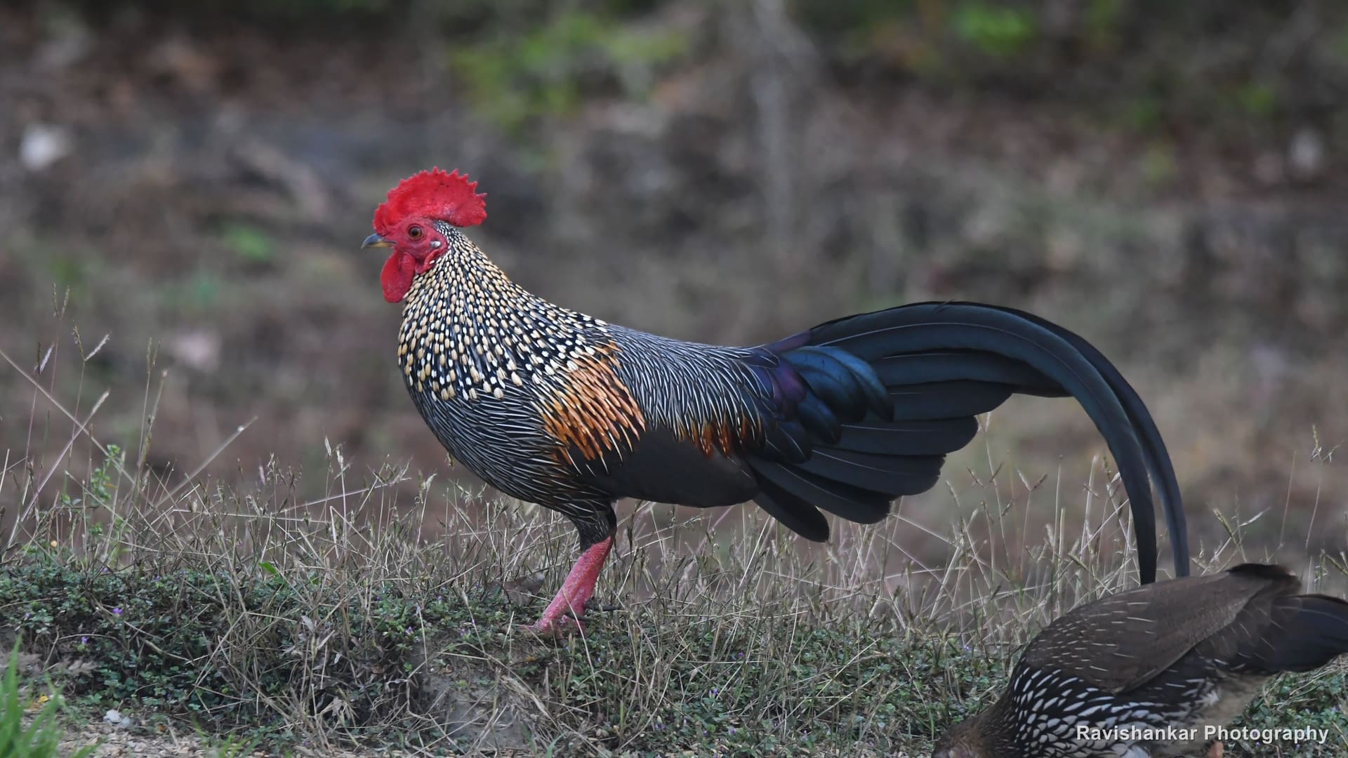 Thattekadu Bird Sanctuary, Kerala