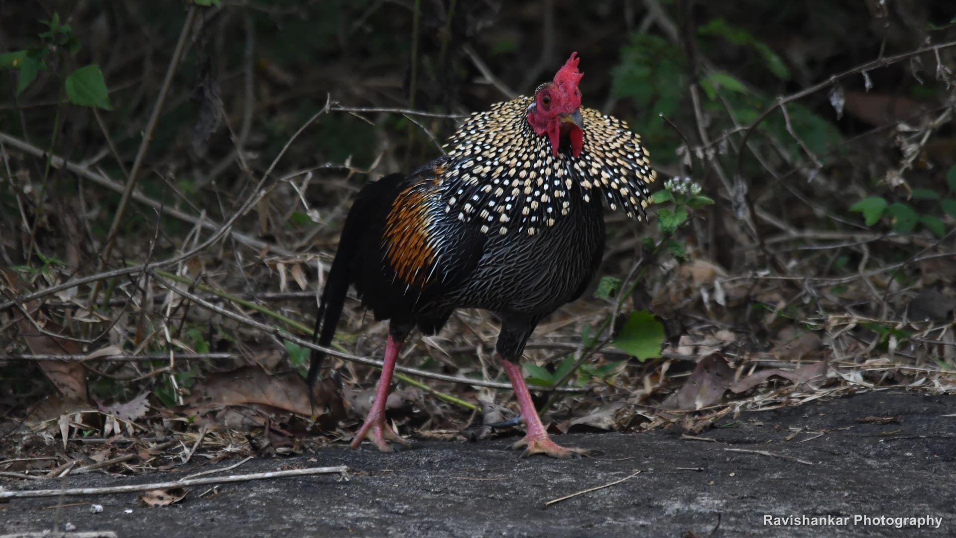 Grey Junglefowl, male in the shade, hackles shining — Thattekadu Bird Sanctuary, Kerala, Dec 2018