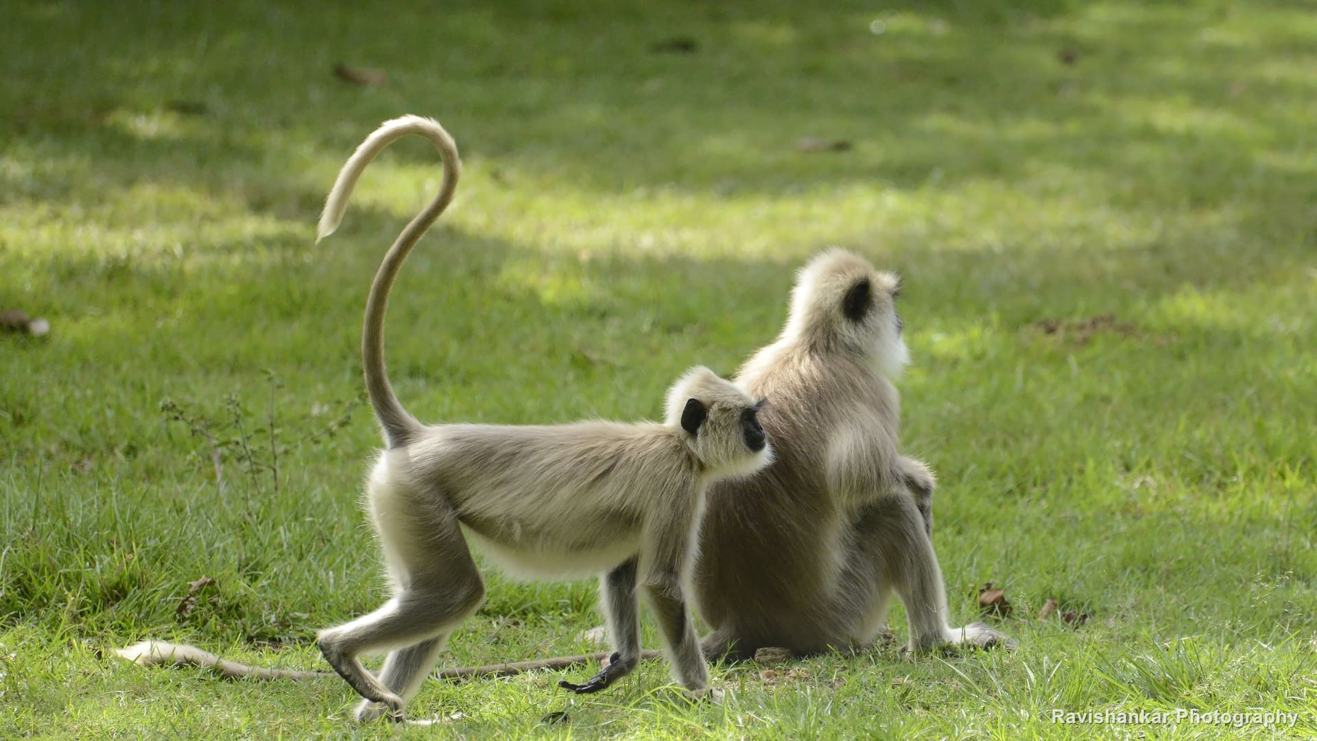 Grey Langur, pair playing on the grass, tail curled high — Wayanad, Kerala, Oct 2015