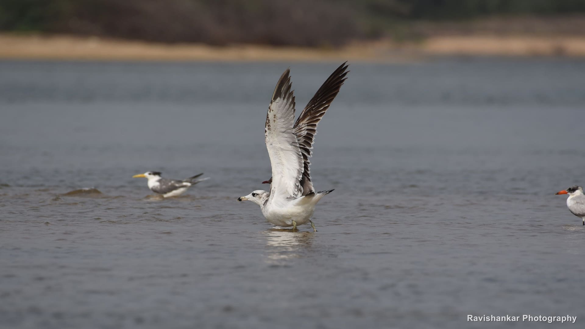 Gulls and Terns