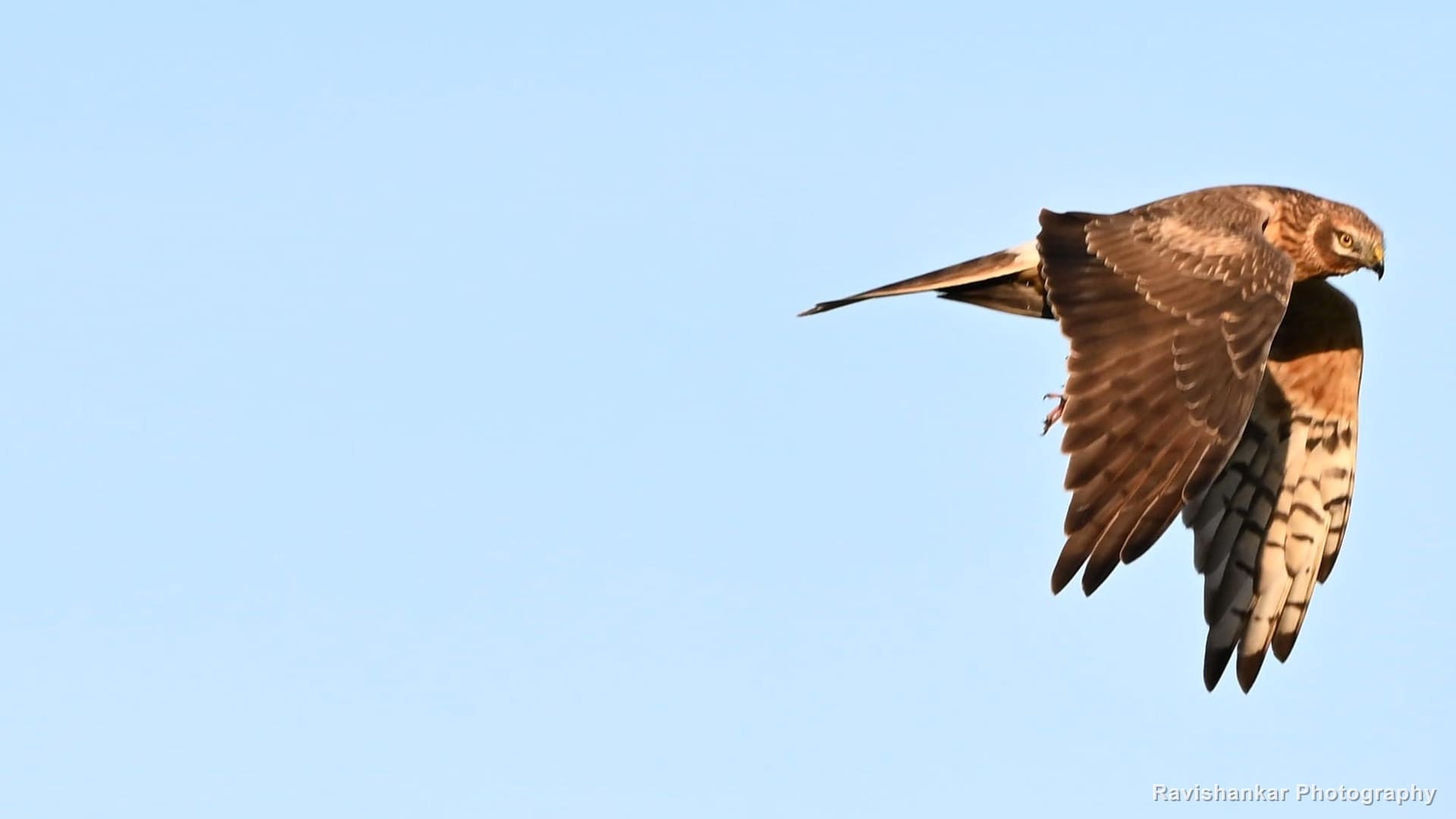 Harrier, in flight — Hoskote Lake, Bengaluru, Karnataka (place to confirm), Oct 2026