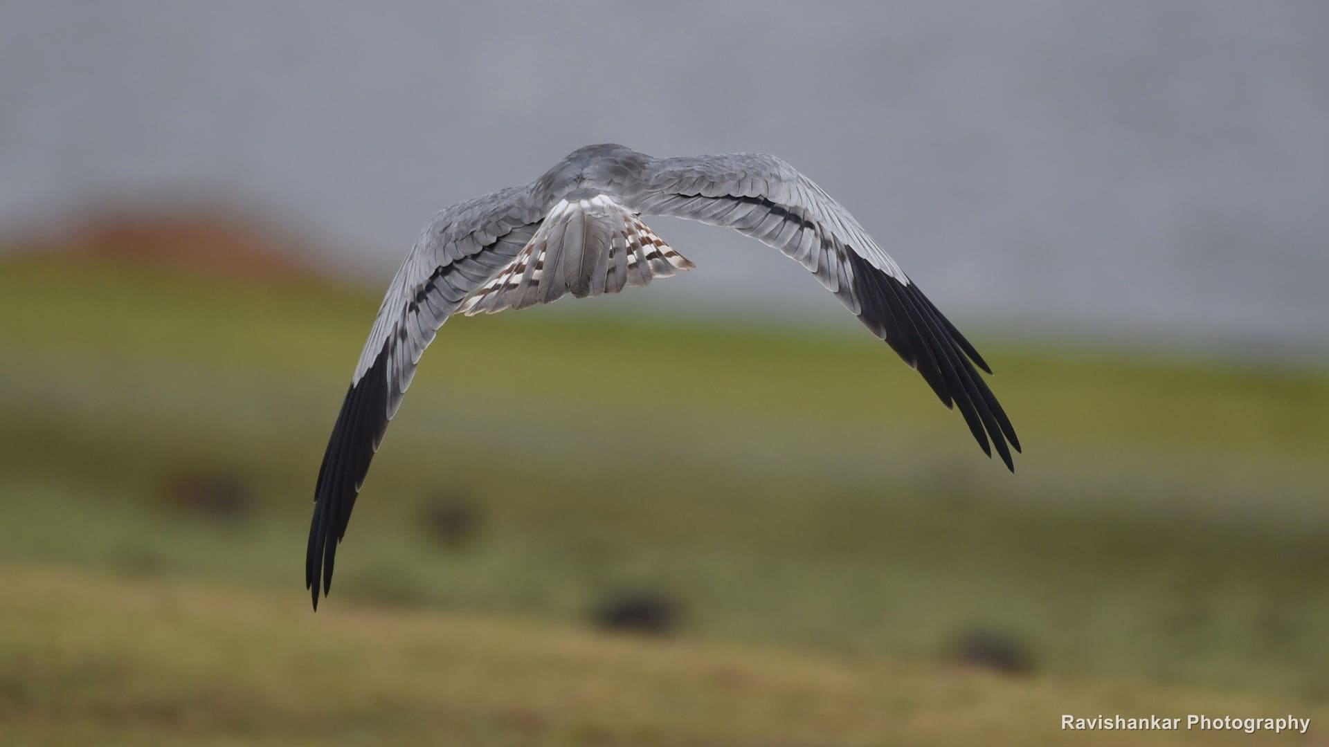 Harrier, in flight low over the grass, wings spread — Kabini, Karnataka, Jan 2017
