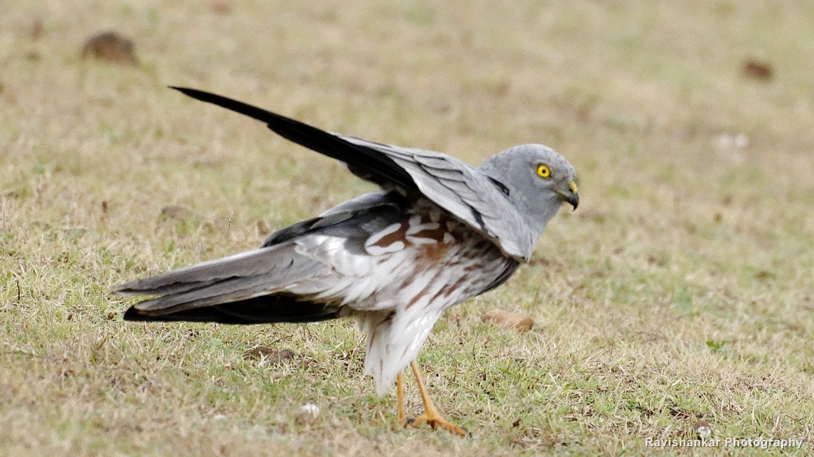 Kabini, Karnataka