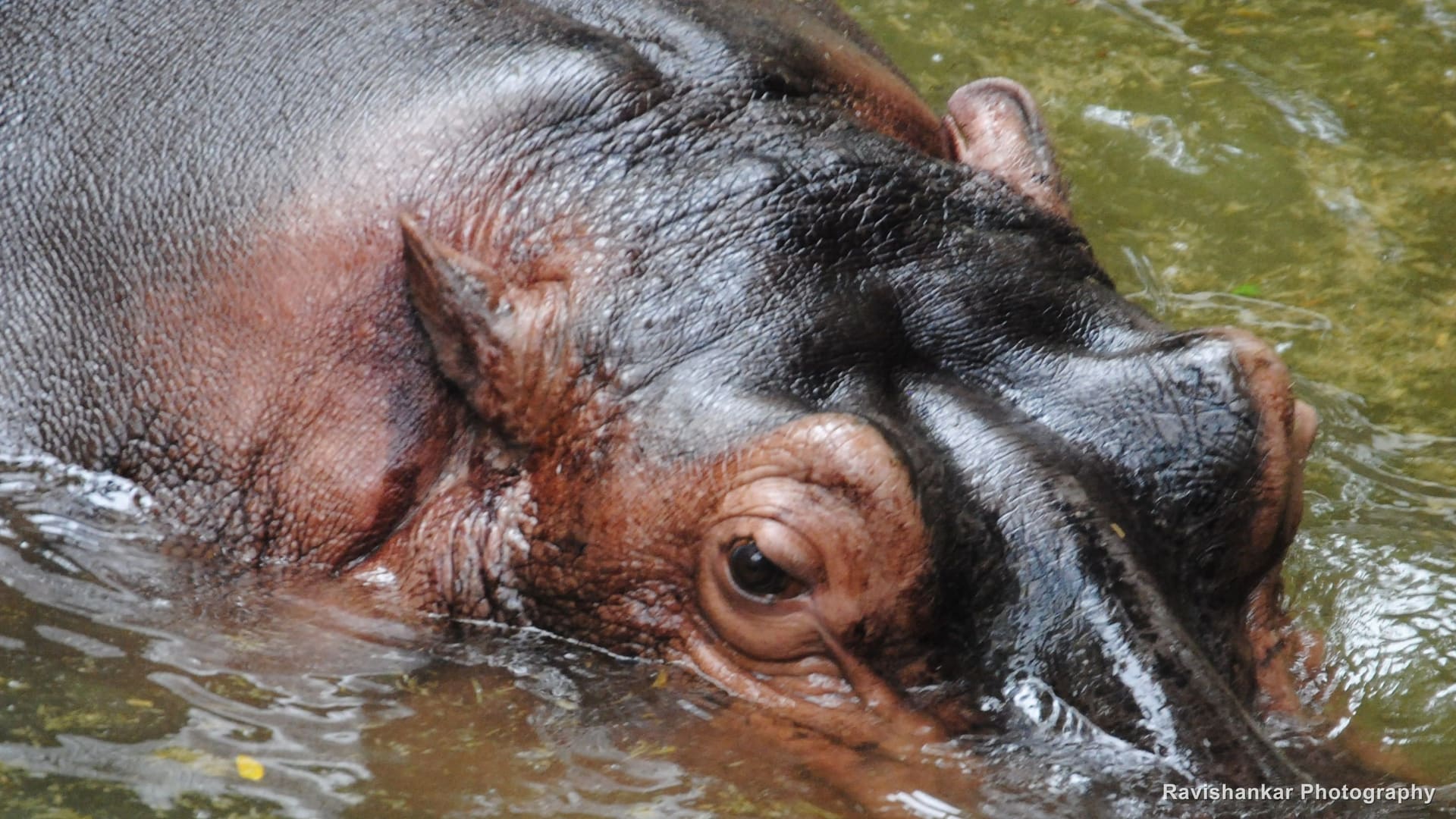 Hippos