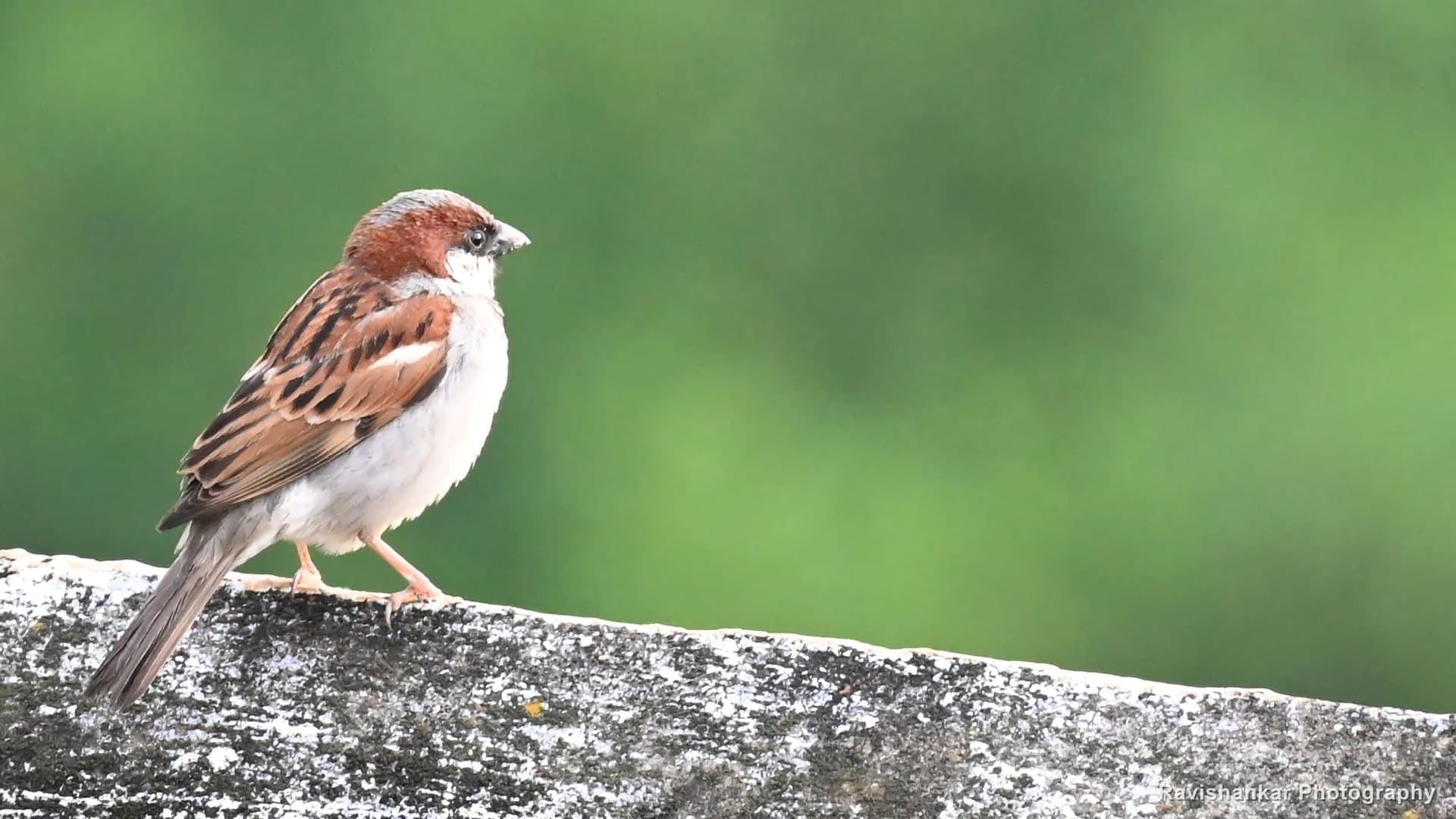 Sparrows