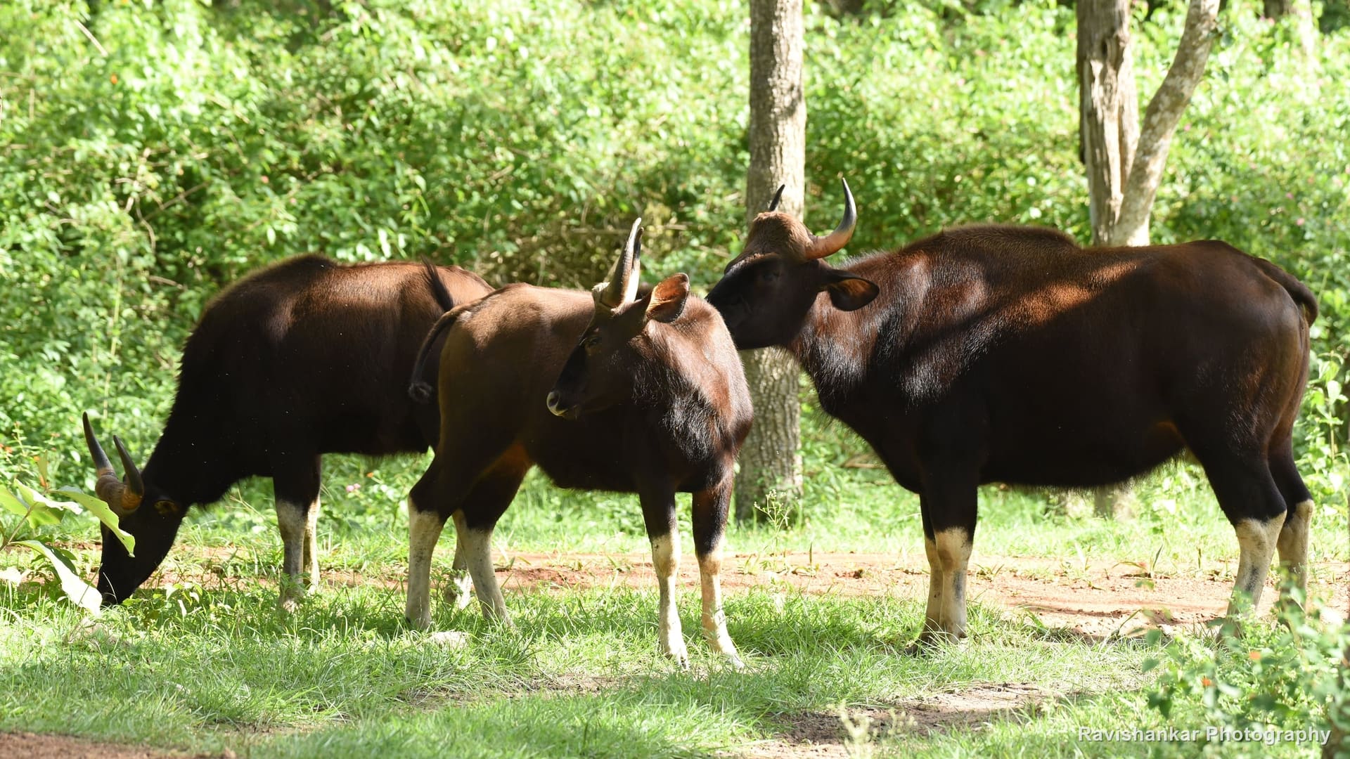 Indian Gaur, three gaur grazing and sparring in a forest clearing — Bandipur / Masinagudi forest, Karnataka and Tamil Nadu, Jul 2017