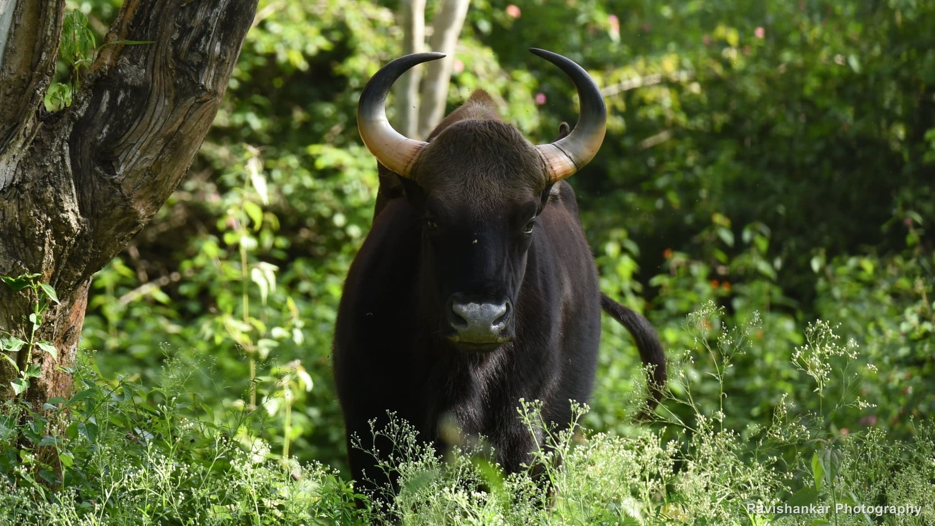 Indian Gaur, bull standing in the undergrowth — Bandipur / Masinagudi forest, Karnataka and Tamil Nadu, Jul 2017