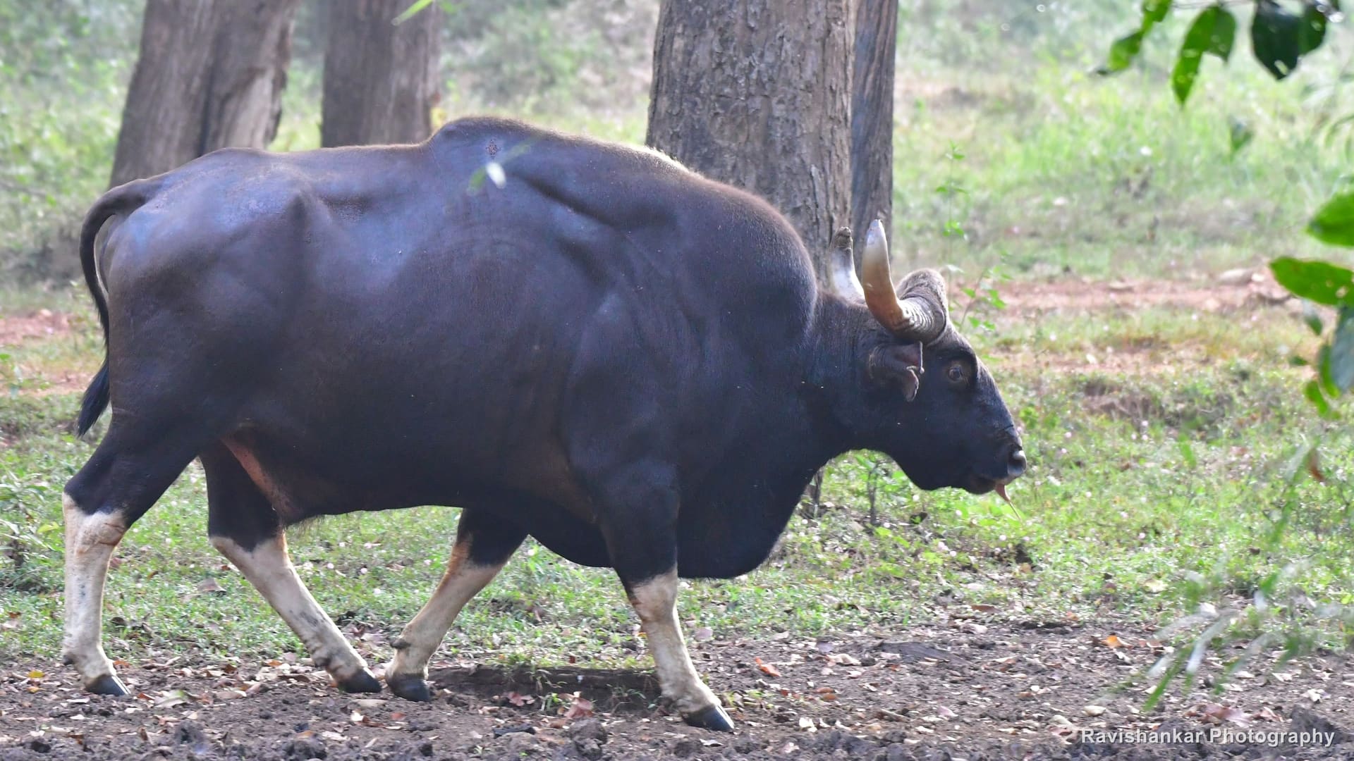 Indian Gaur, bull walking over a wallow — Bhadra Tiger Reserve, Karnataka, Jan 2020