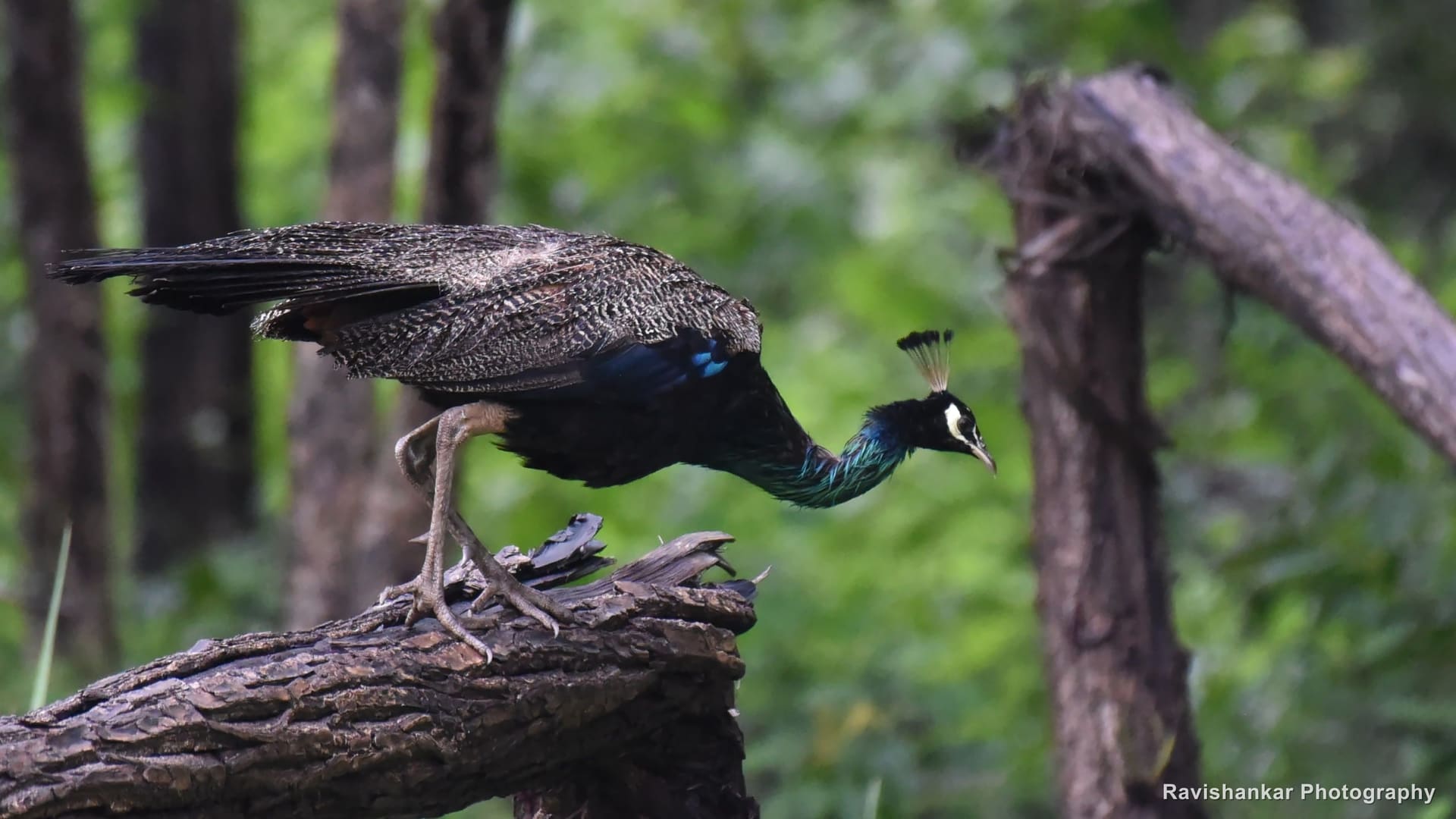 Indian Peafowl, peacock walking on a fallen log — Bhadra Tiger Reserve, Karnataka, Aug 2018
