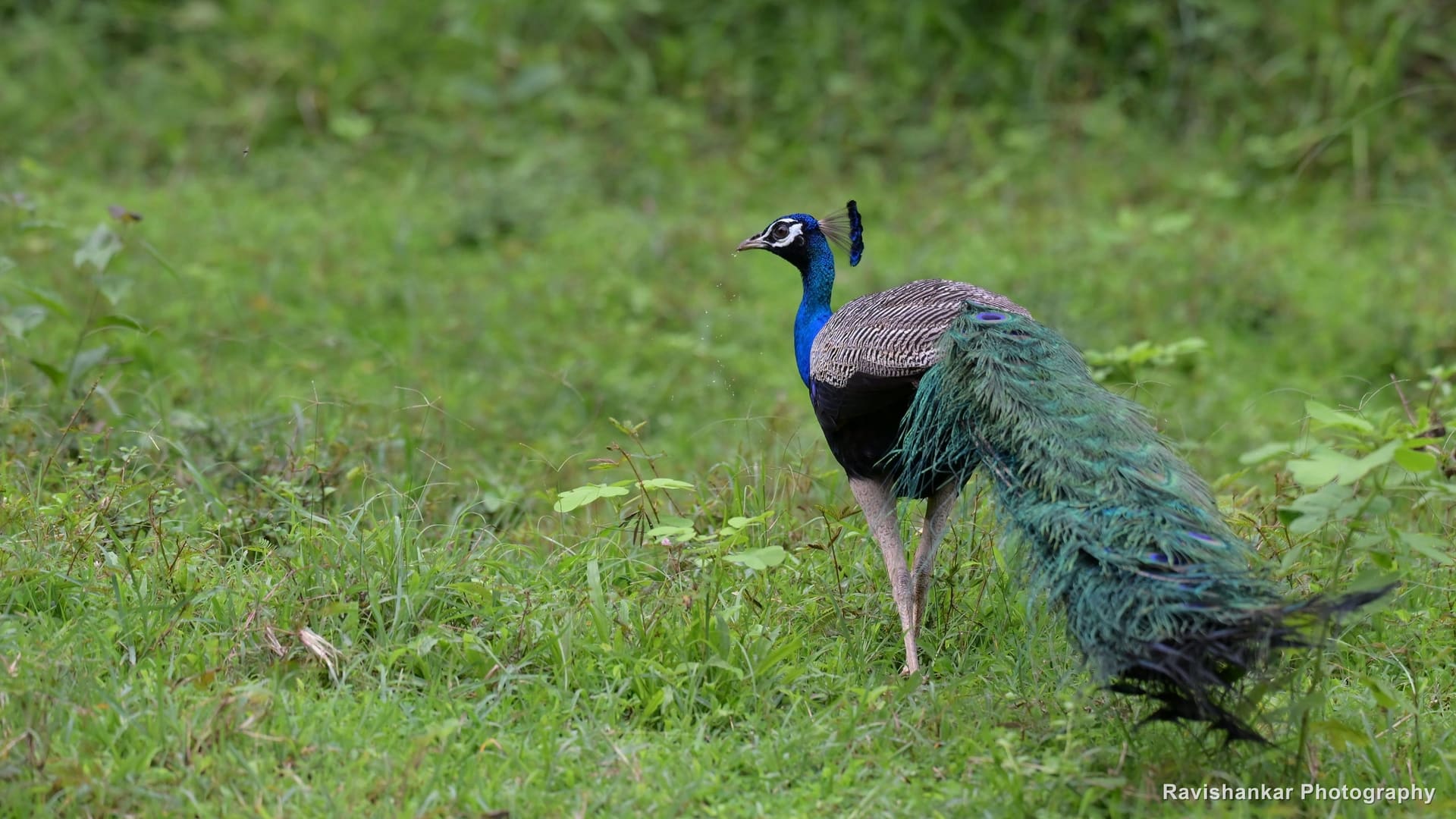 Indian Peafowl, male walking through grass, long train trailing — Kali Tiger Reserve, Dandeli, Karnataka, Jul 2026