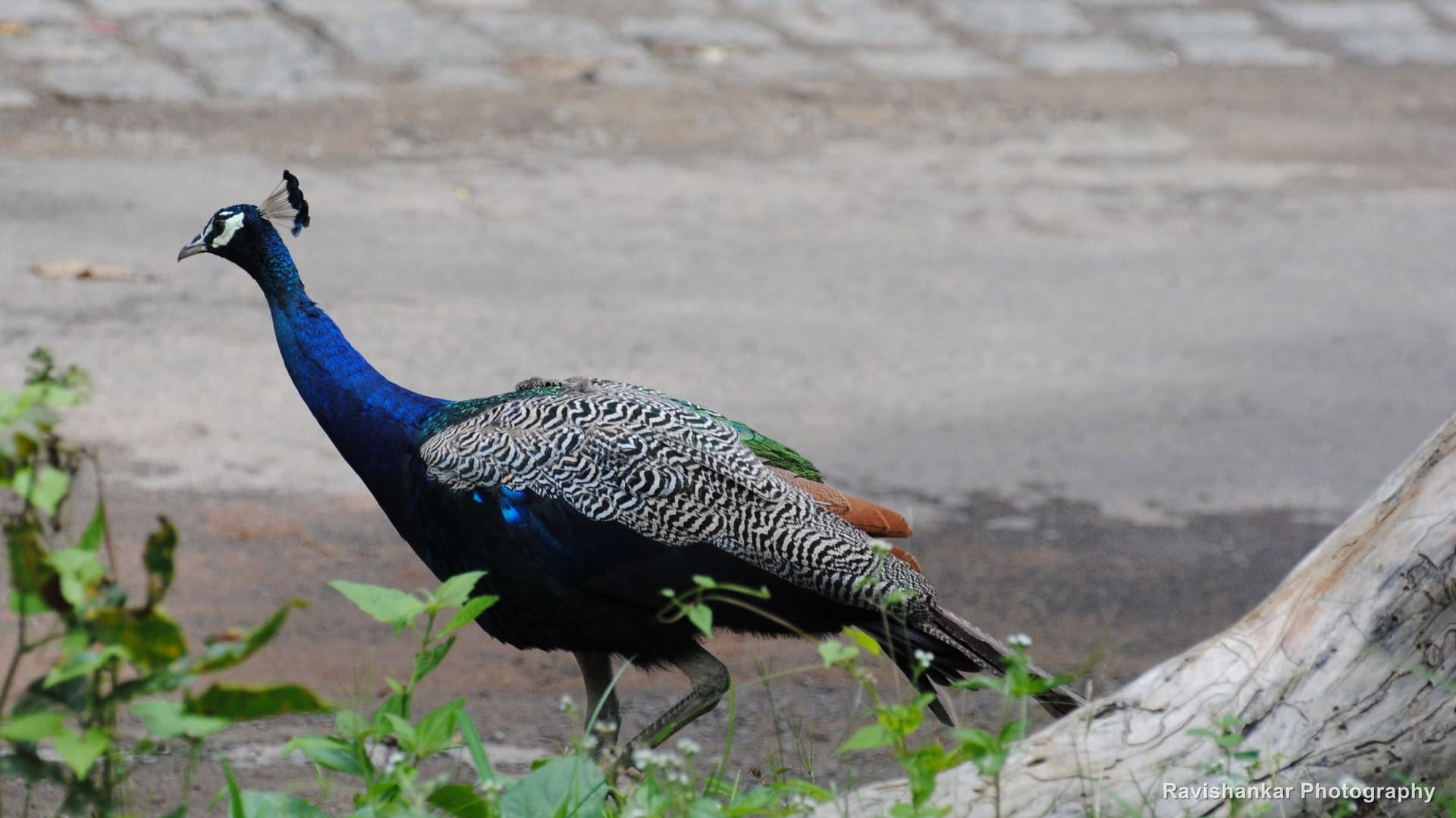 Indian Peafowl, peacock walking by the reservoir, bright blue neck — Parambikulam Tiger Reserve, Kerala, Sep 2015