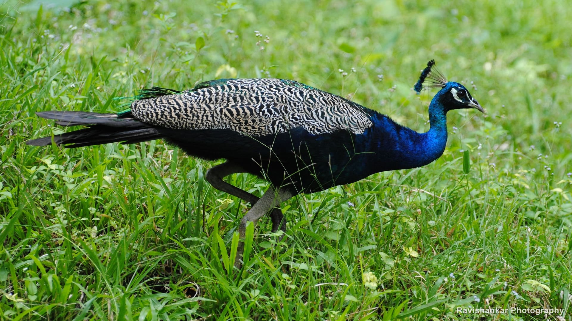 Indian Peafowl, peacock walking through green grass — Parambikulam Tiger Reserve, Kerala, Sep 2015