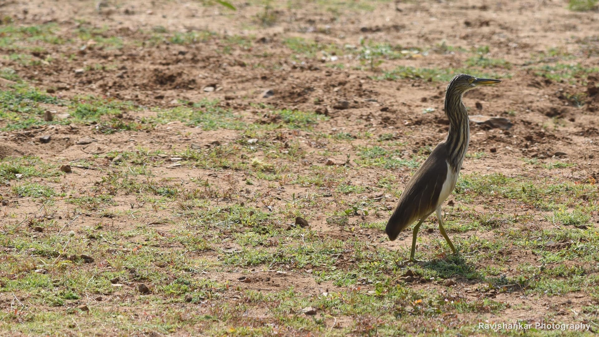 Indian Pond Heron, standing on short grass — Kabini, Karnataka, Jan 2016