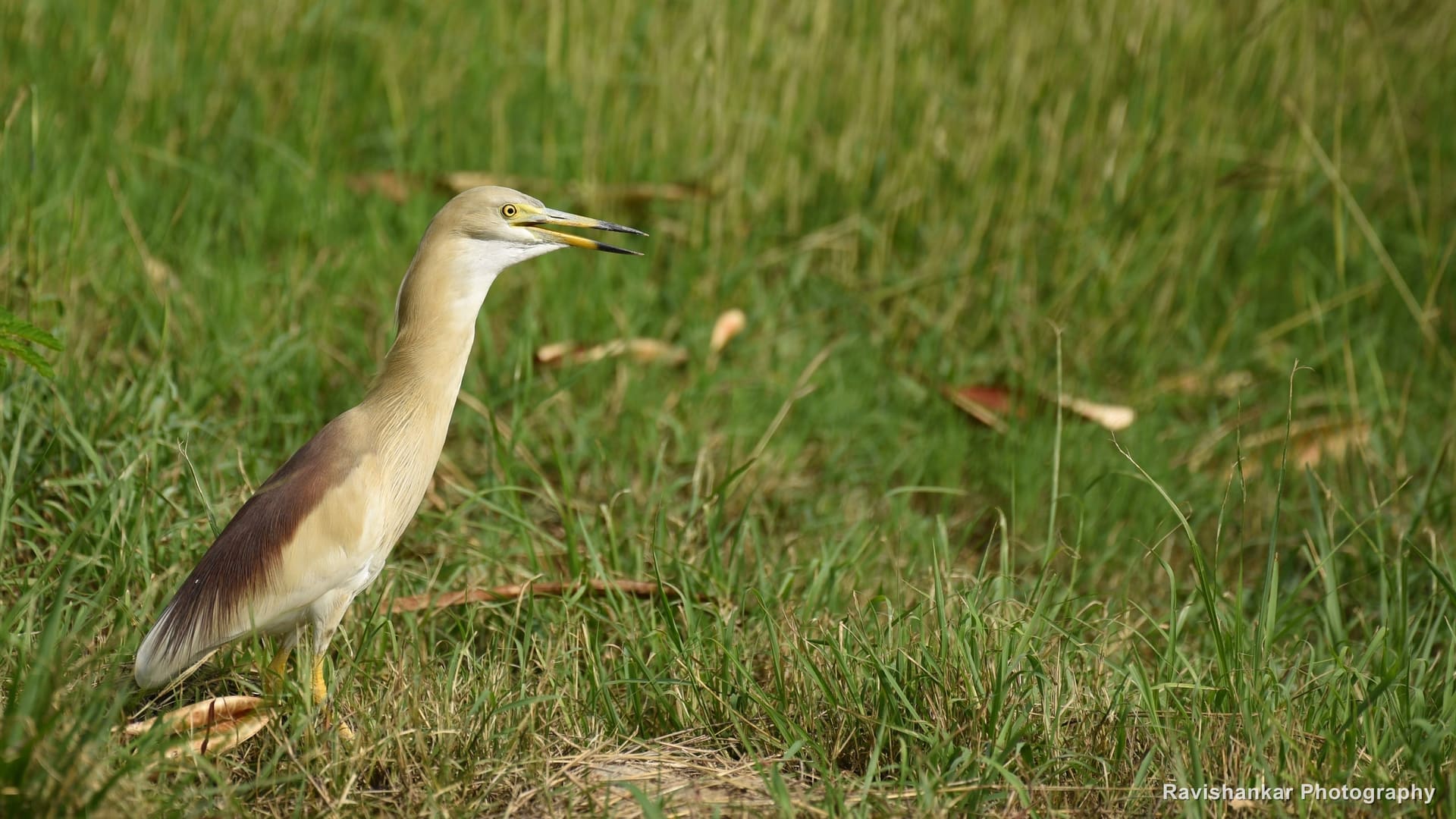 Indian Pond Heron, standing on the lawn in breeding plumage — Lalbagh Botanical Garden, Bengaluru, Karnataka, May 2017