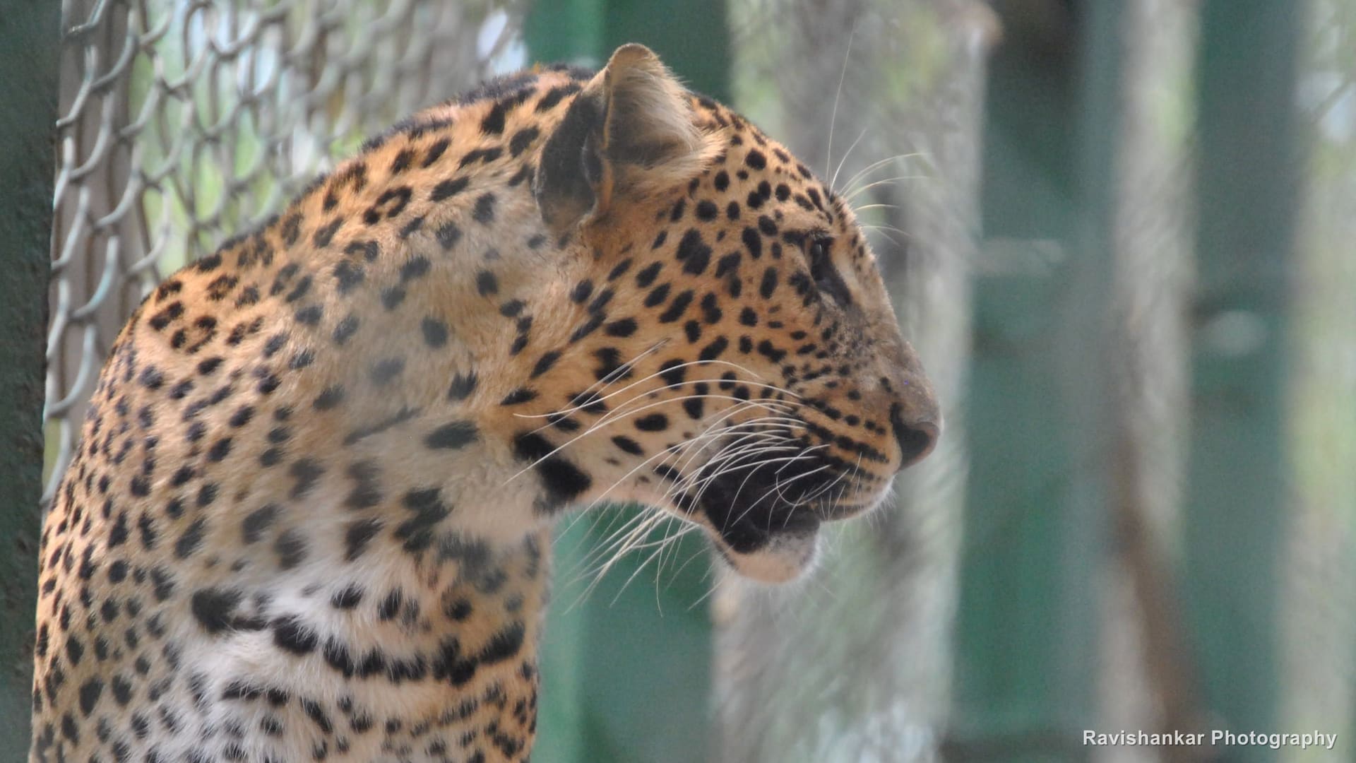 Leopard, looking out through bamboo, intense stare — Bannerghatta Biological Park, Bengaluru, Karnataka, Apr 2014