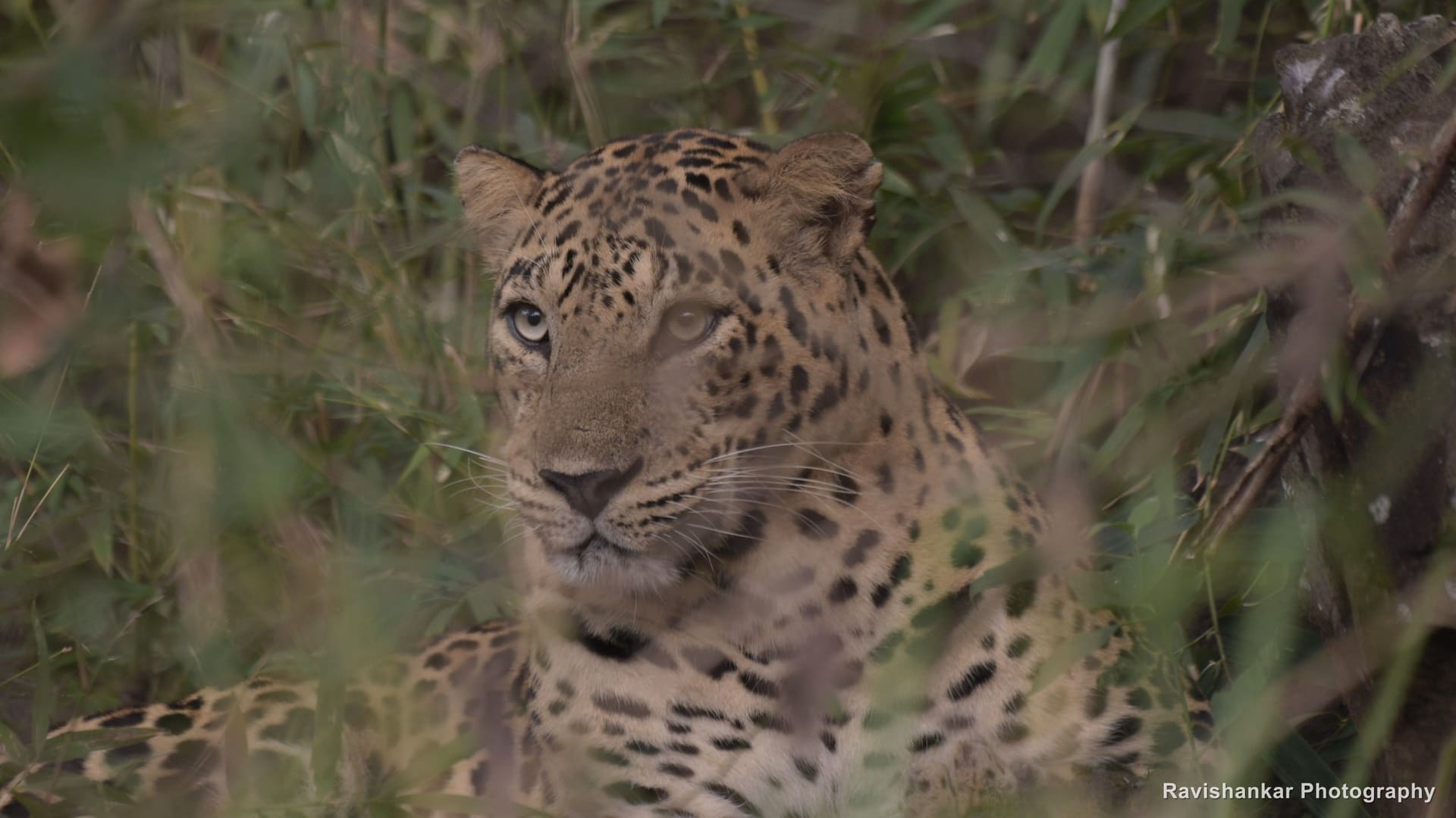 Leopards