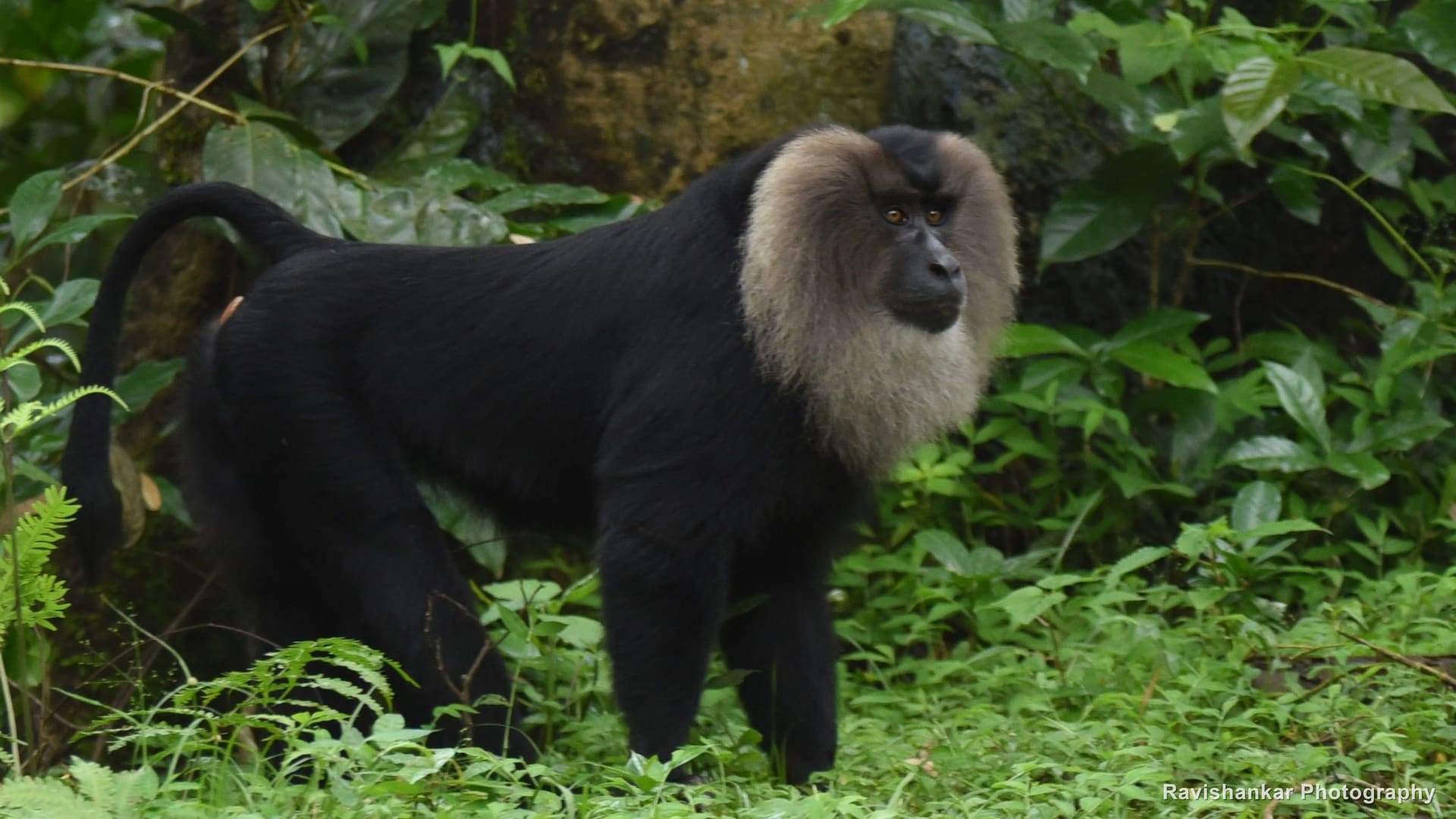 Lion-tailed Macaque, walking in the undergrowth — Valparai, Tamil Nadu, Sep 2016