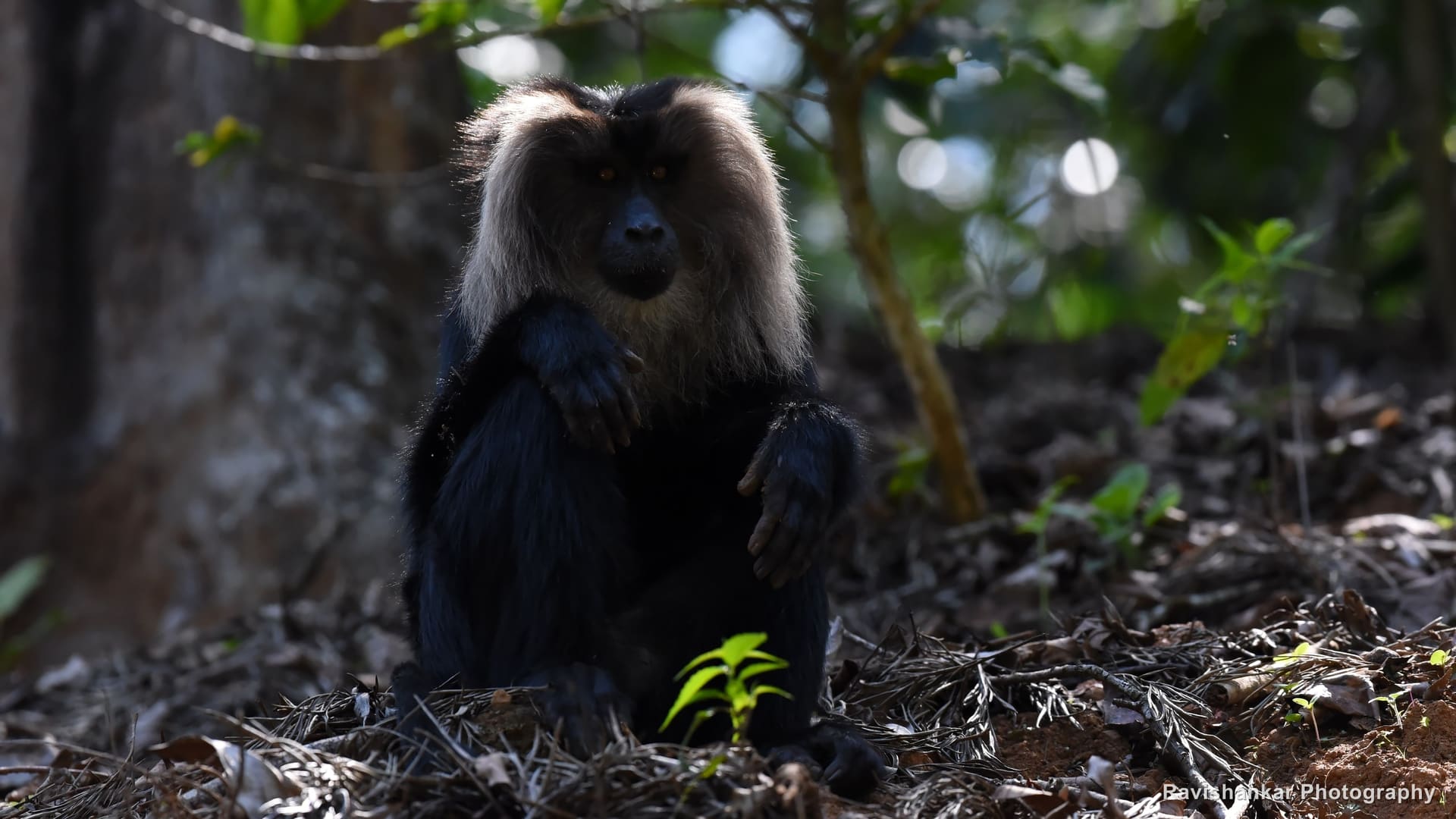 Lion-tailed Macaque, sitting at the base of a tree — Valparai, Tamil Nadu, Mar 2017