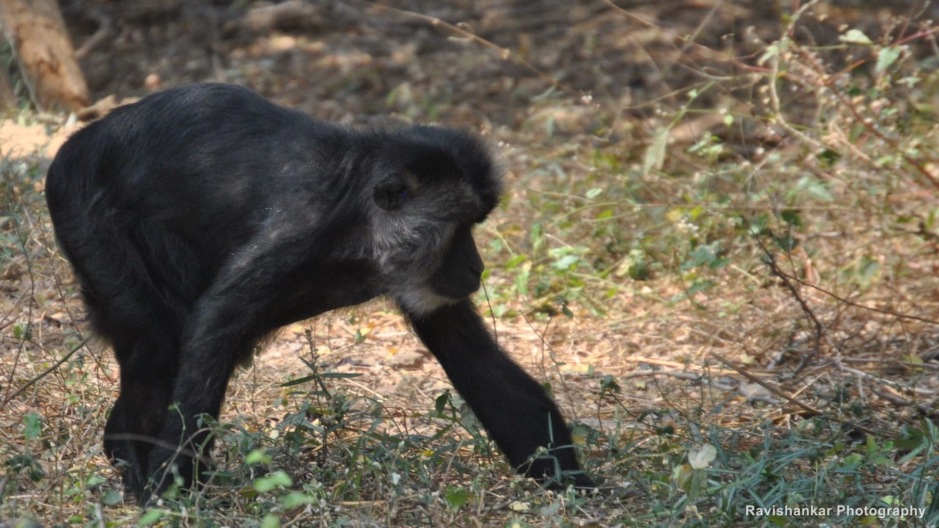 Arignar Anna Zoological Park, Vandalur, Chennai, Tamil Nadu