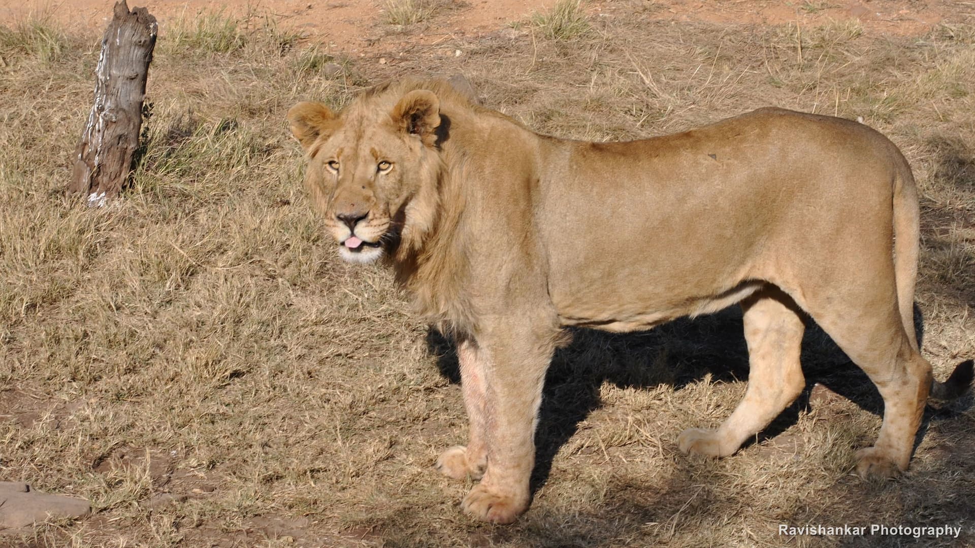 African Lion, young male standing in dry grass — Lion Park, Gauteng, South Africa, Jun 2017