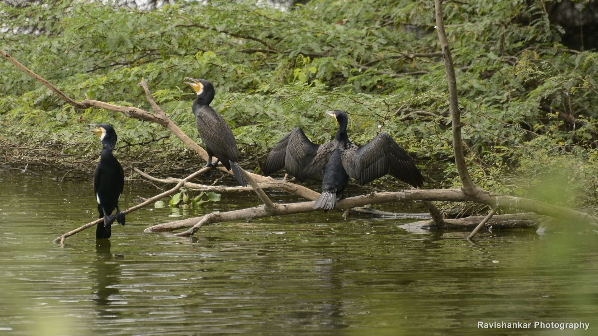 Wayanad, Kerala
