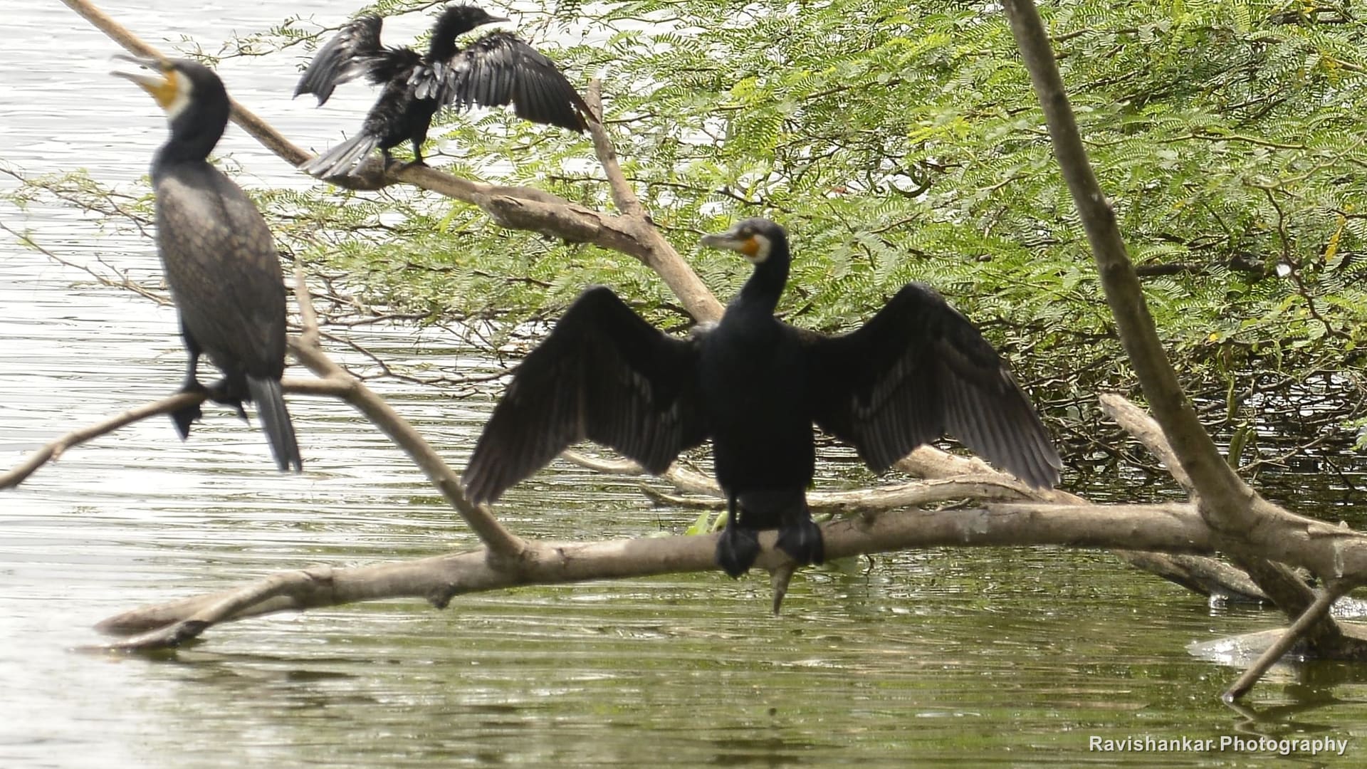 Little Cormorant, wings spread on a branch over the lake — Wayanad, Kerala, Oct 2015