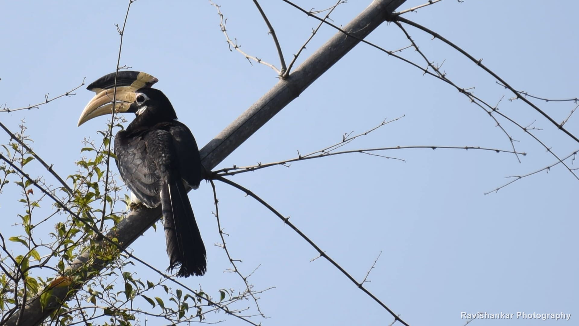 Malabar Pied Hornbill, perched on a slender branch against a pale blue sky — Bhadra Tiger Reserve, Karnataka, Dec 2017