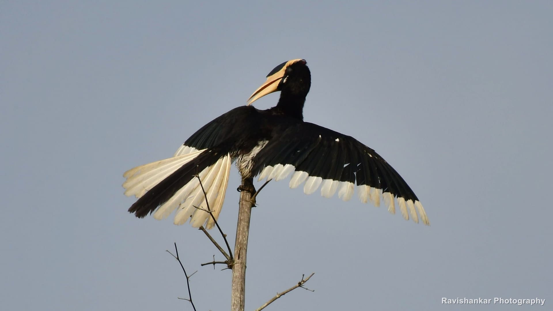 Malabar Pied Hornbill, wings opening on a bare treetop — Bhadra Tiger Reserve, Karnataka, Jan 2020