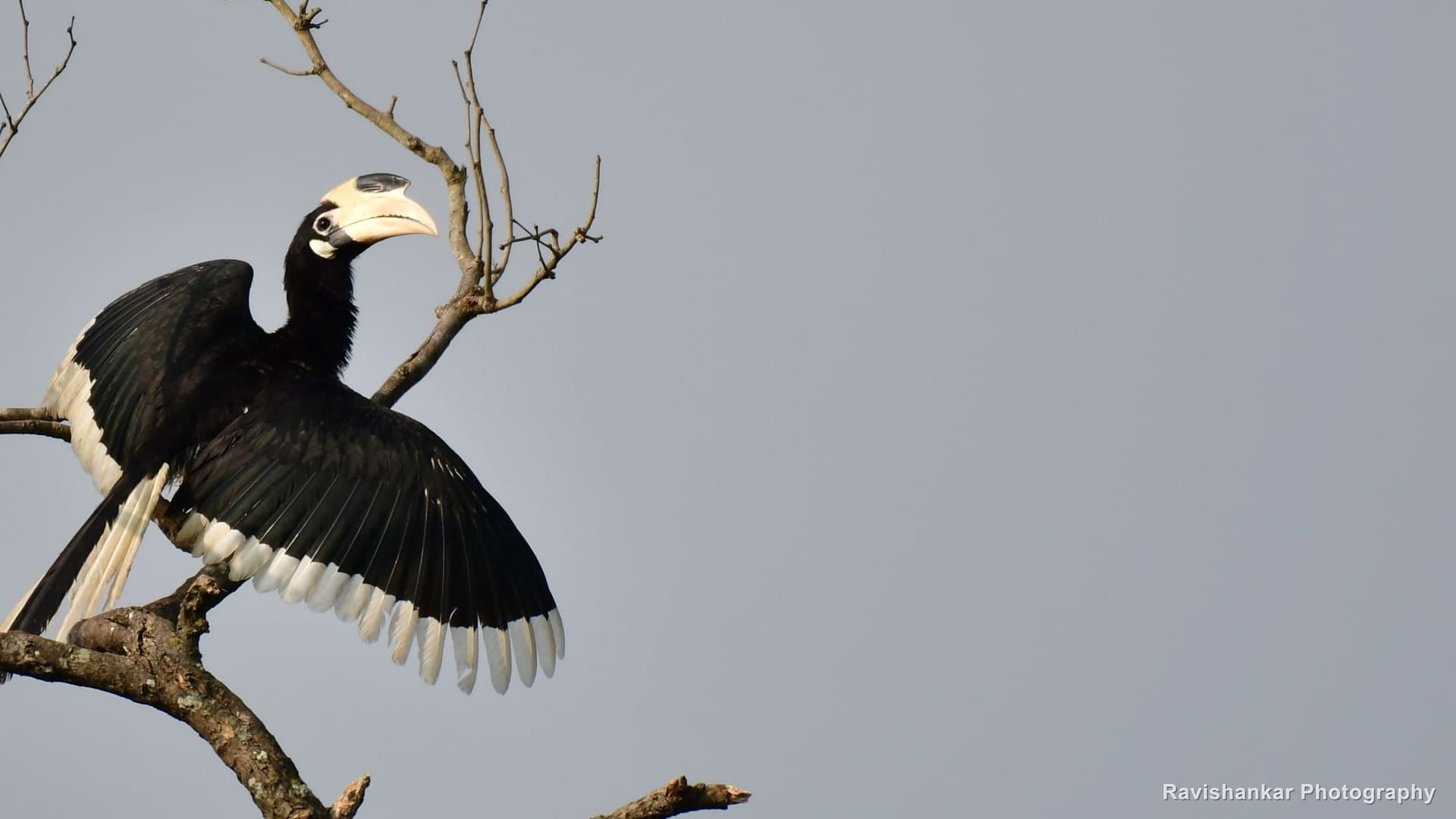 Malabar Pied Hornbill, wings spread on a bare branch — Bhadra Tiger Reserve, Karnataka, Jan 2020