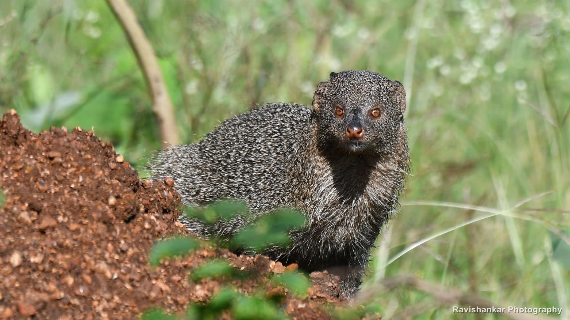 Mongooses
