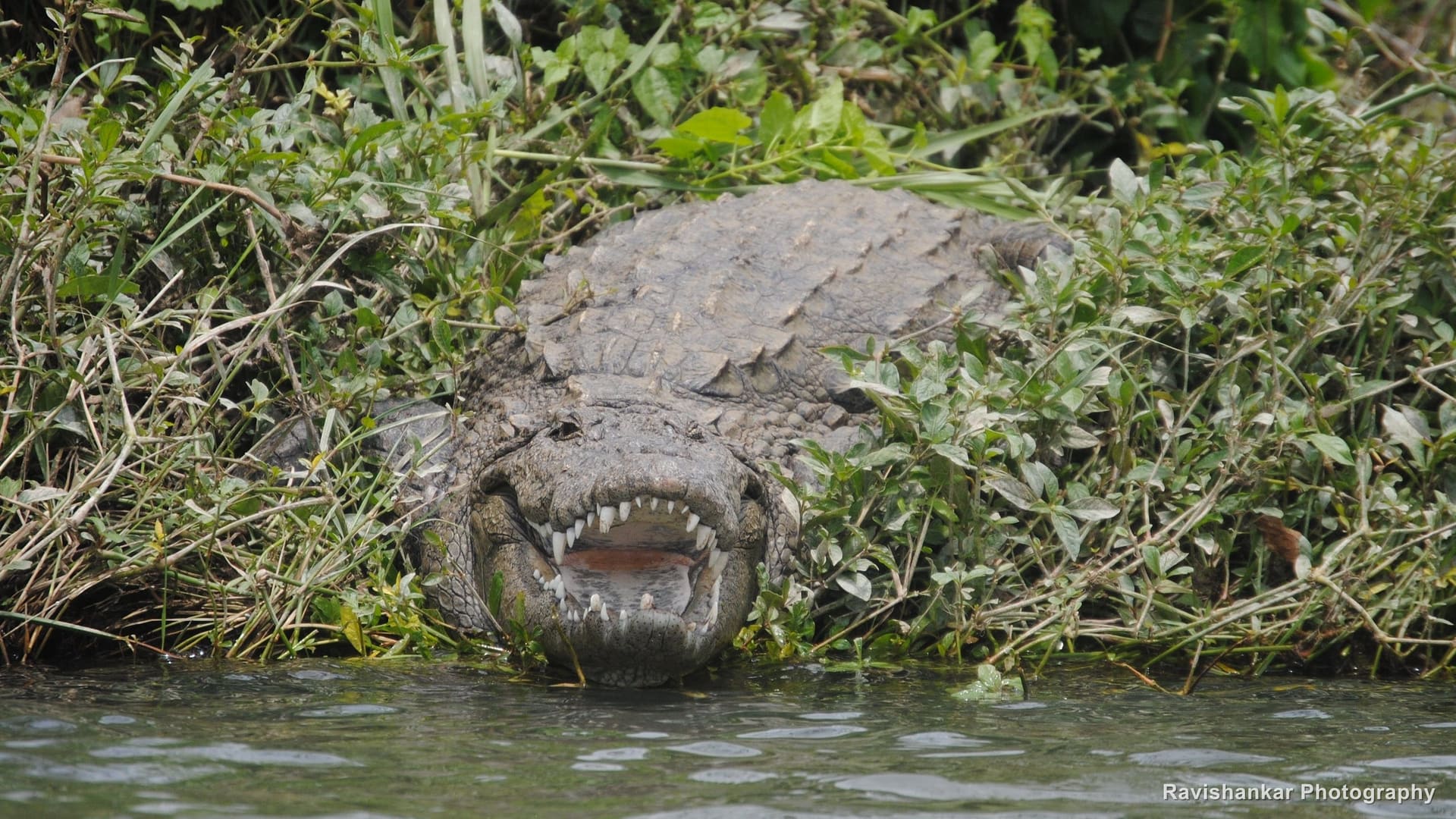 Crocodiles