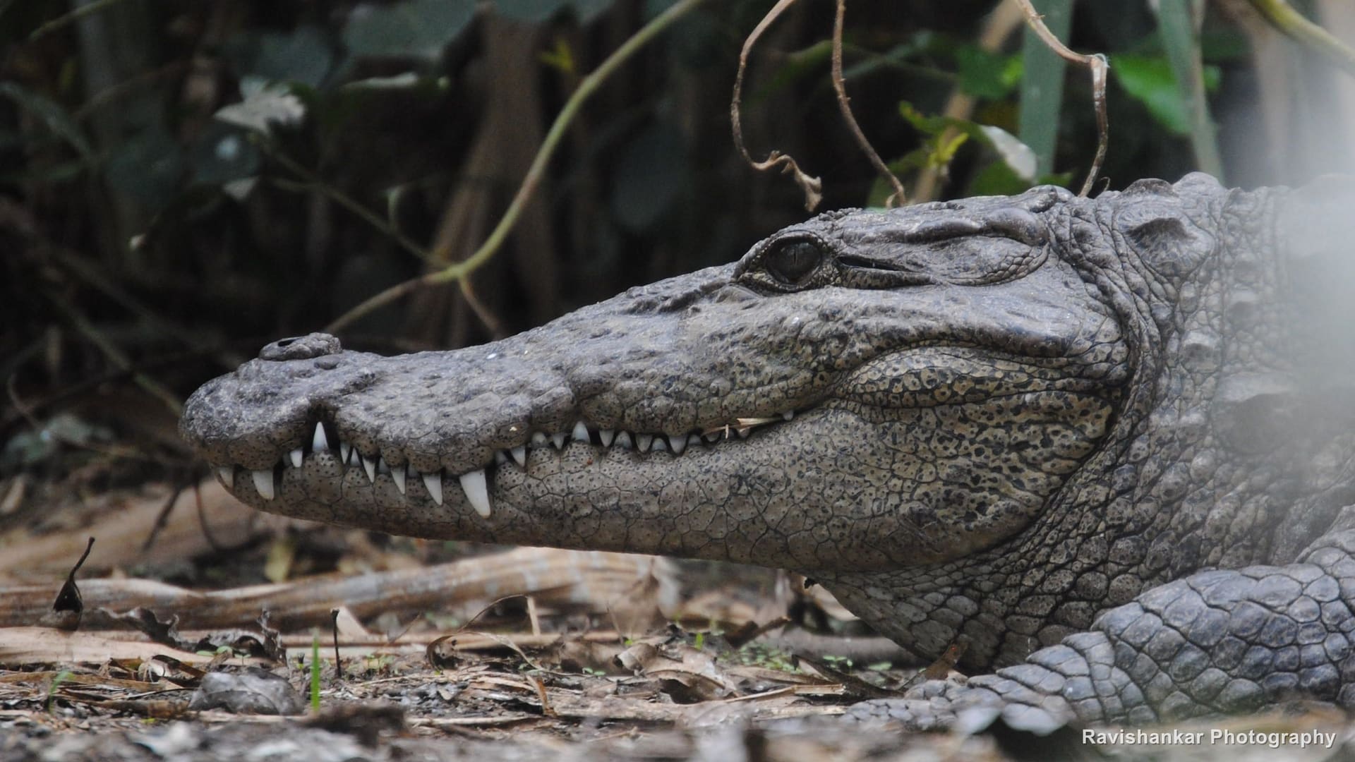 Mugger Crocodile, resting on the bank among reeds, teeth showing — Ranganathittu Bird Sanctuary, Karnataka, Aug 2015