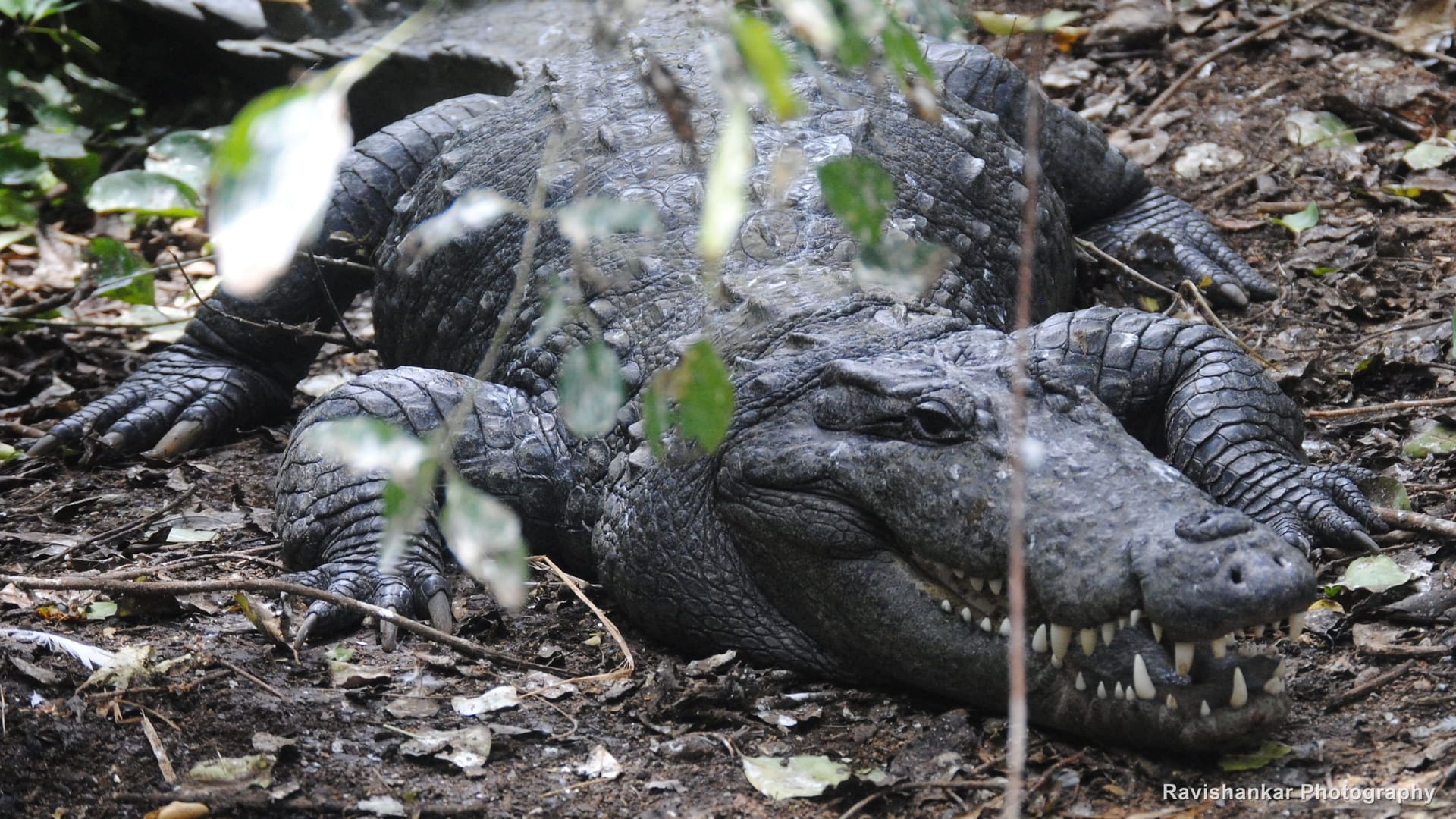 Mugger Crocodile, resting on the forest floor — Ranganathittu Bird Sanctuary, Karnataka, Aug 2015