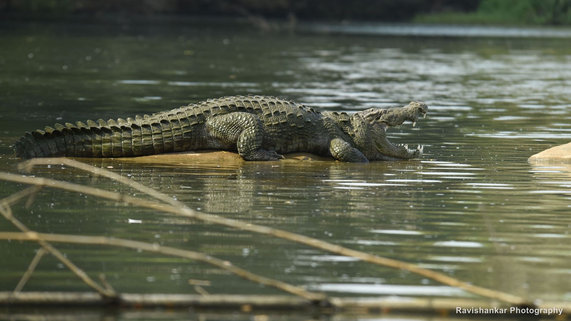 Mugger Crocodile, basking in the river — Ranganathittu Bird Sanctuary, Karnataka, Jan 2016