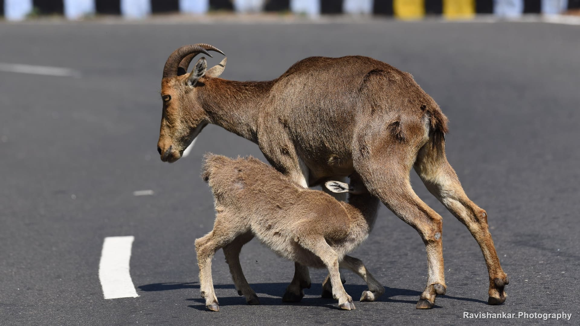 Wild Goats