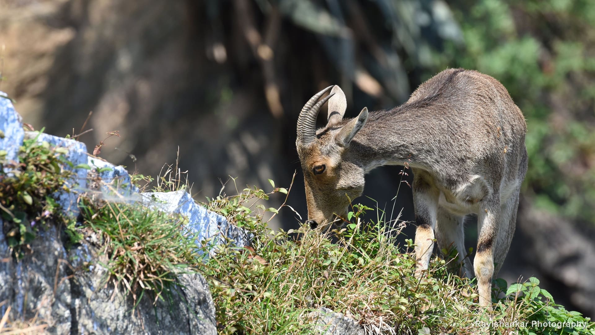 Nilgiri Tahr, browsing at a roadside wall — Valparai, Tamil Nadu, Mar 2017