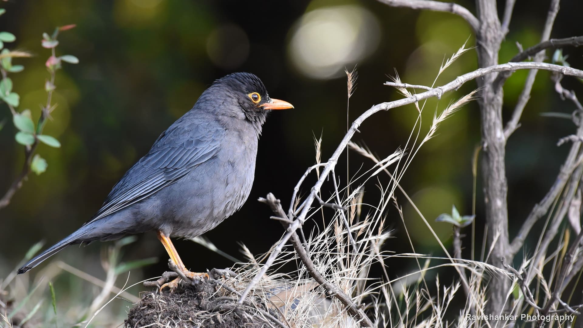 Thrushes