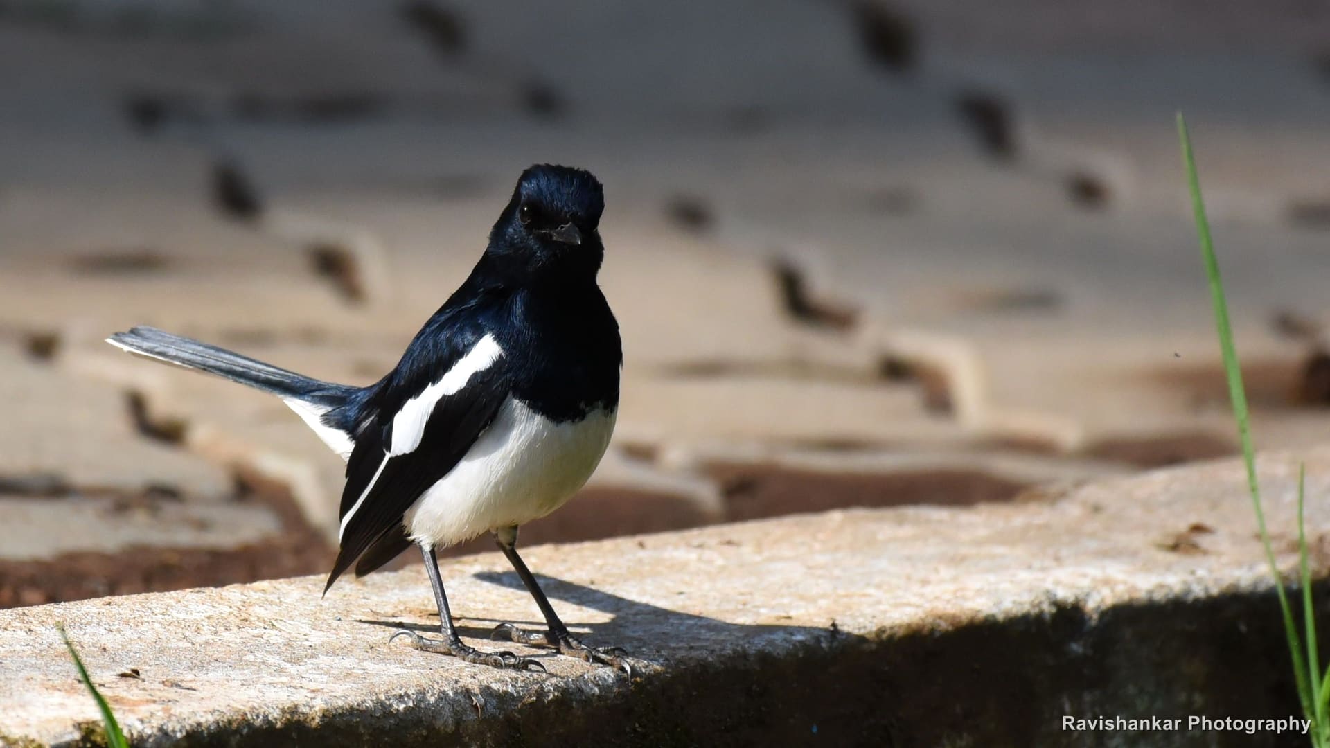 Oriental Magpie-Robin, on a paved edge — Ooty, Tamil Nadu, Feb 2017