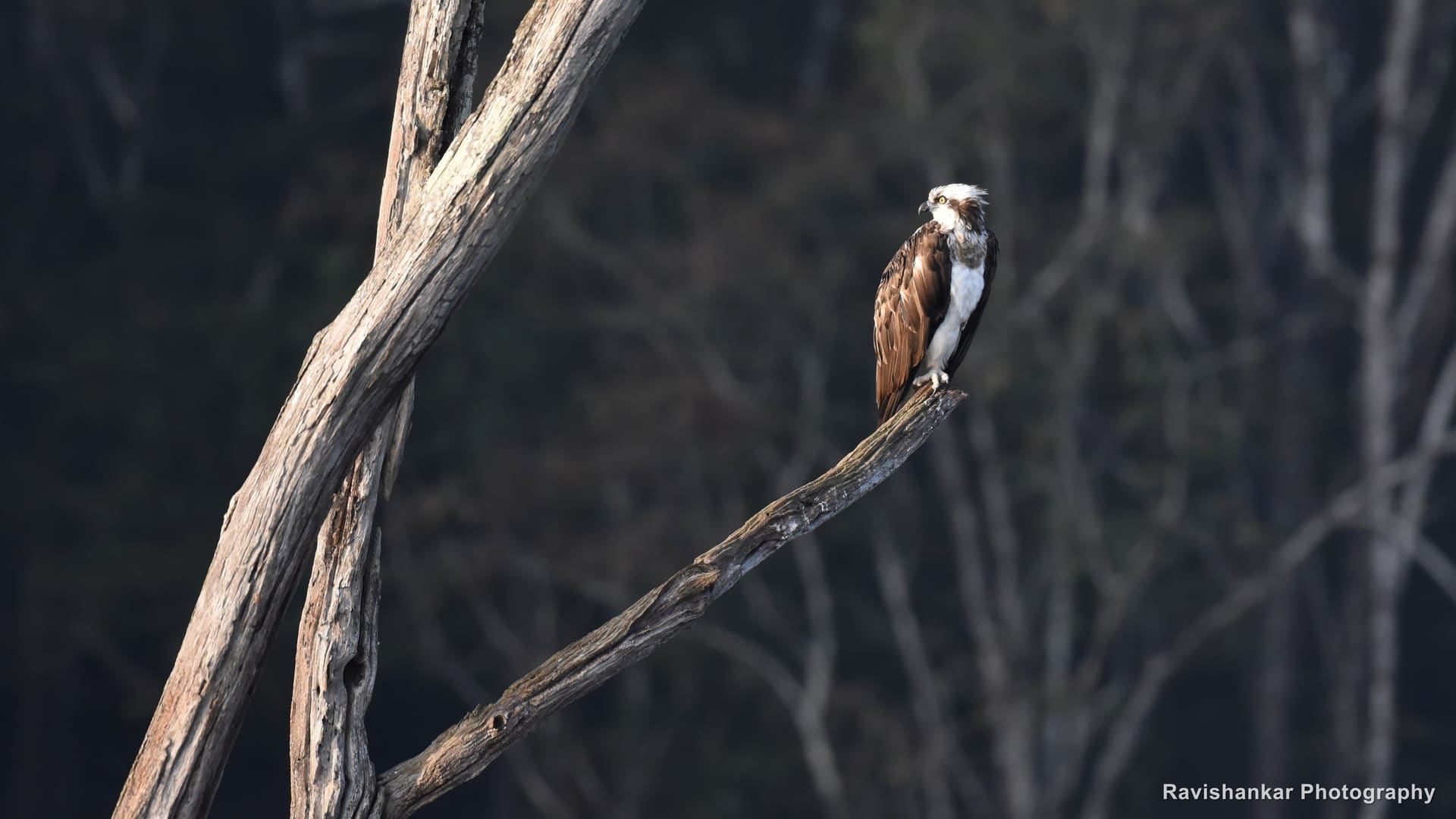 Osprey, perched at dawn on a bare branch — Bhadra Tiger Reserve, Karnataka, Dec 2017