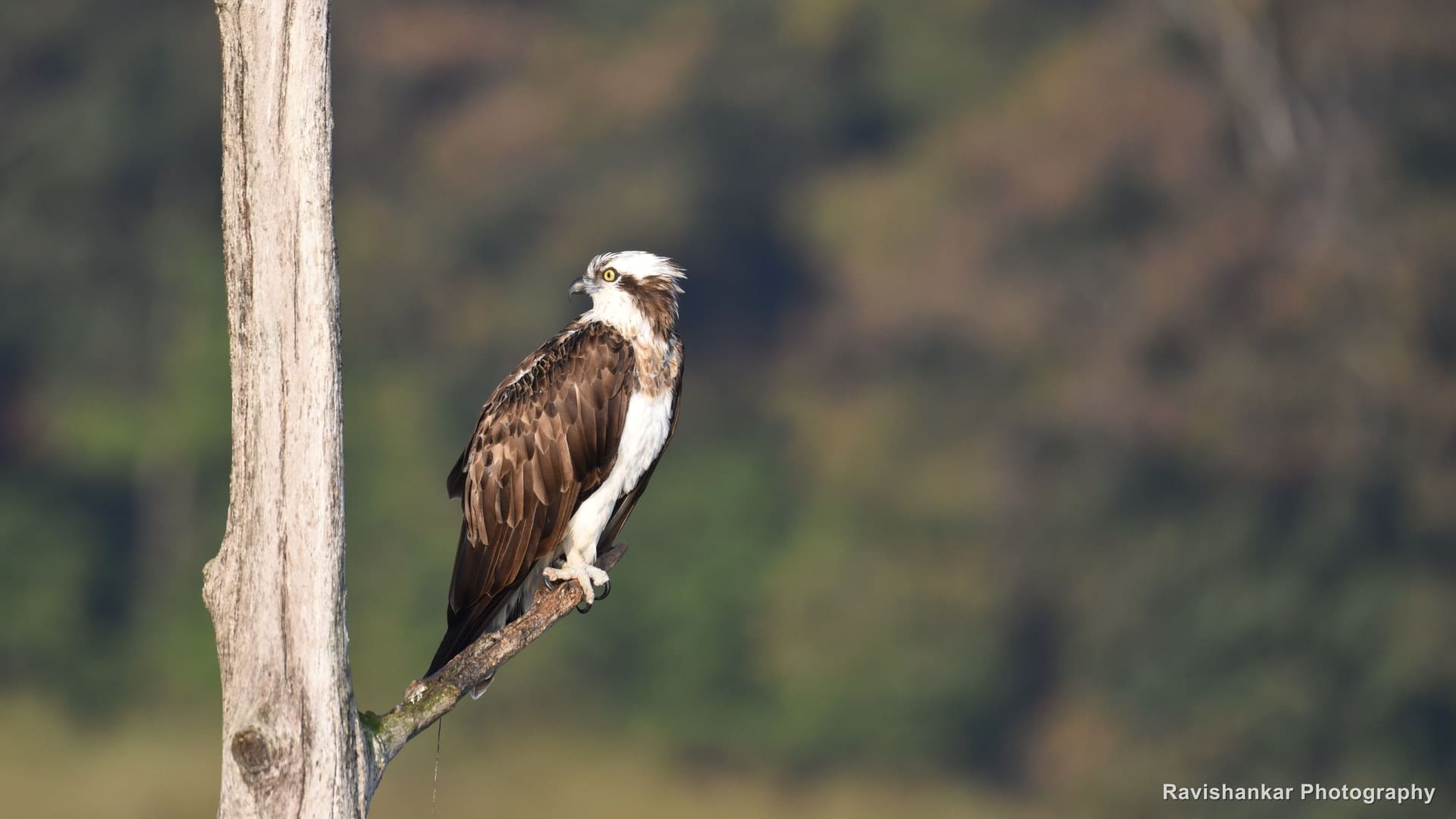 Osprey, perched on a dead trunk at dawn — Bhadra Tiger Reserve, Karnataka, Dec 2017